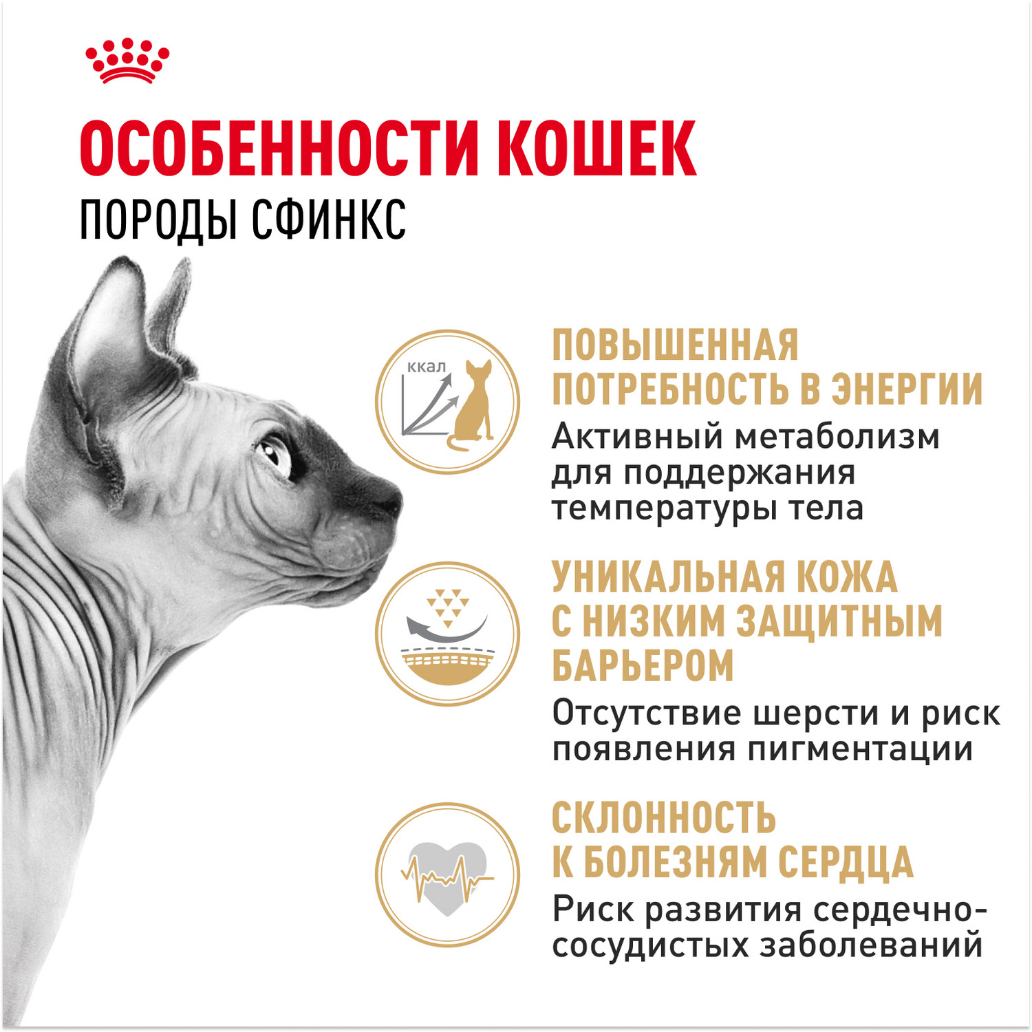 Корм сухой для кошек ROYAL CANIN Sphynx 2кг породы сфинк - фото 2