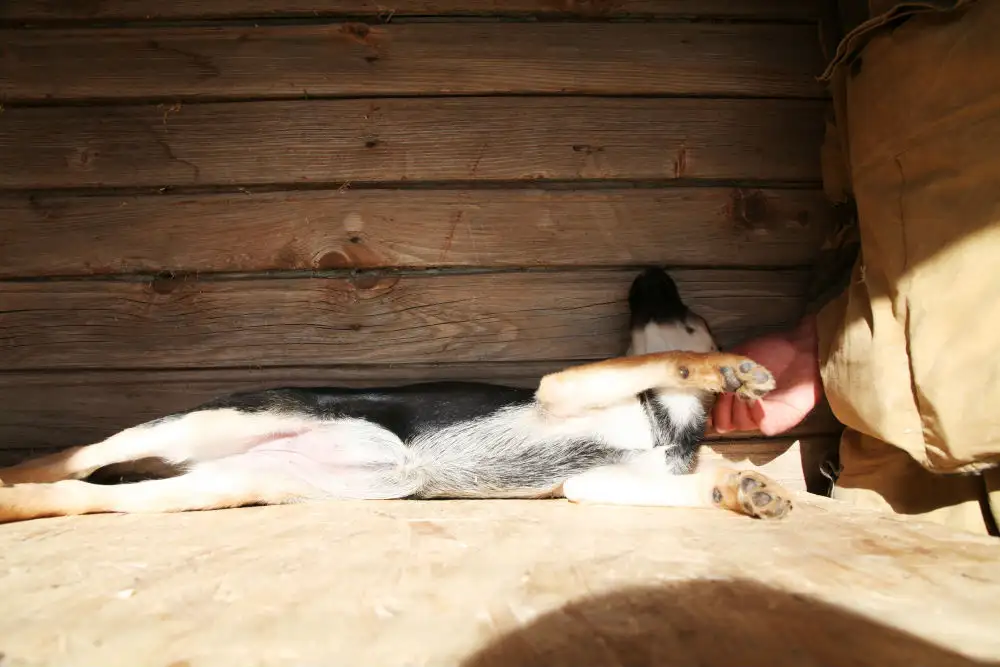 Собака Берца - фото 2