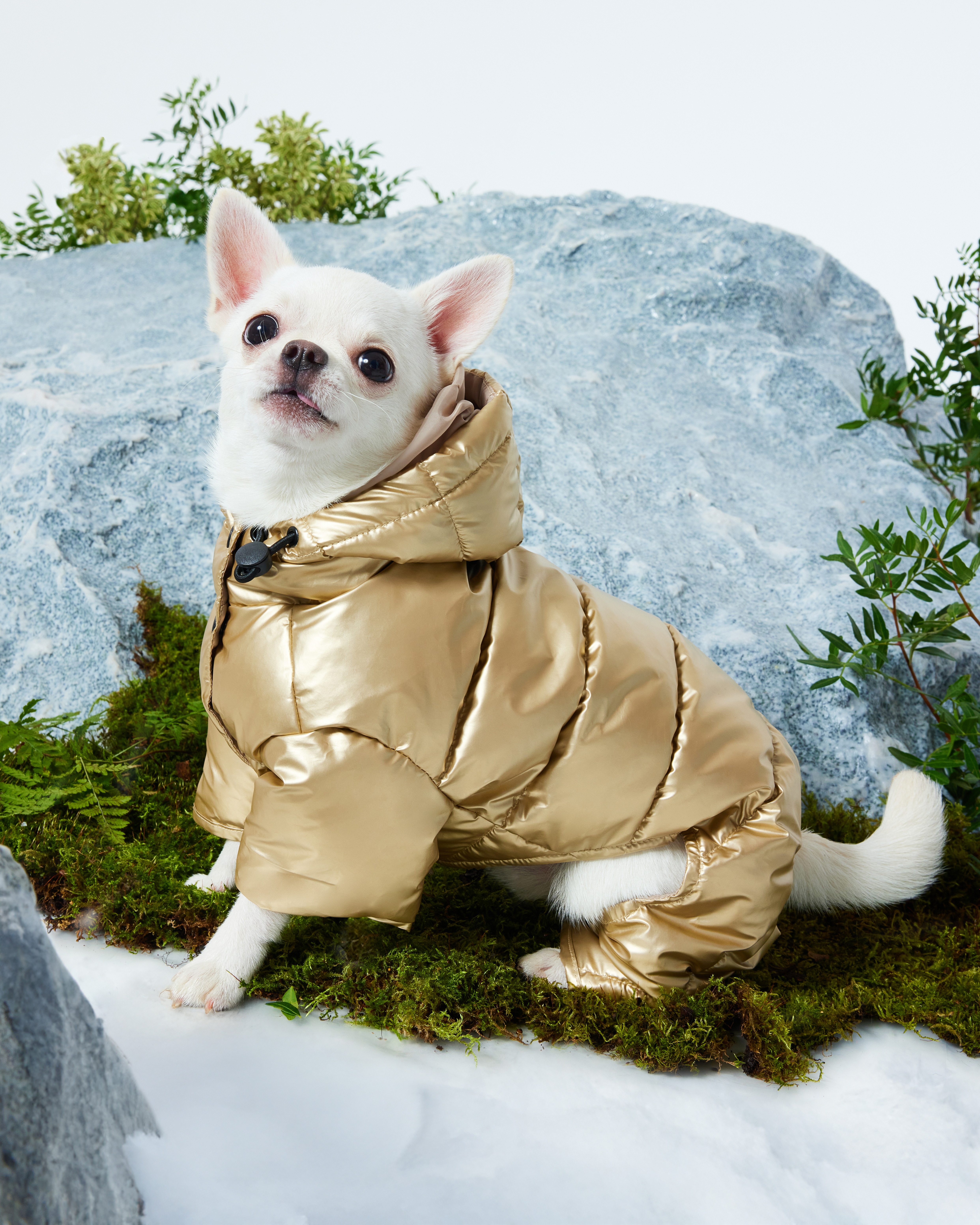 Комбинезон для собак и кошек Зоозавр - фото 1