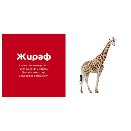 Книга Clever Любимые животные Мир вокруг меня Фотокнига Коваль Т