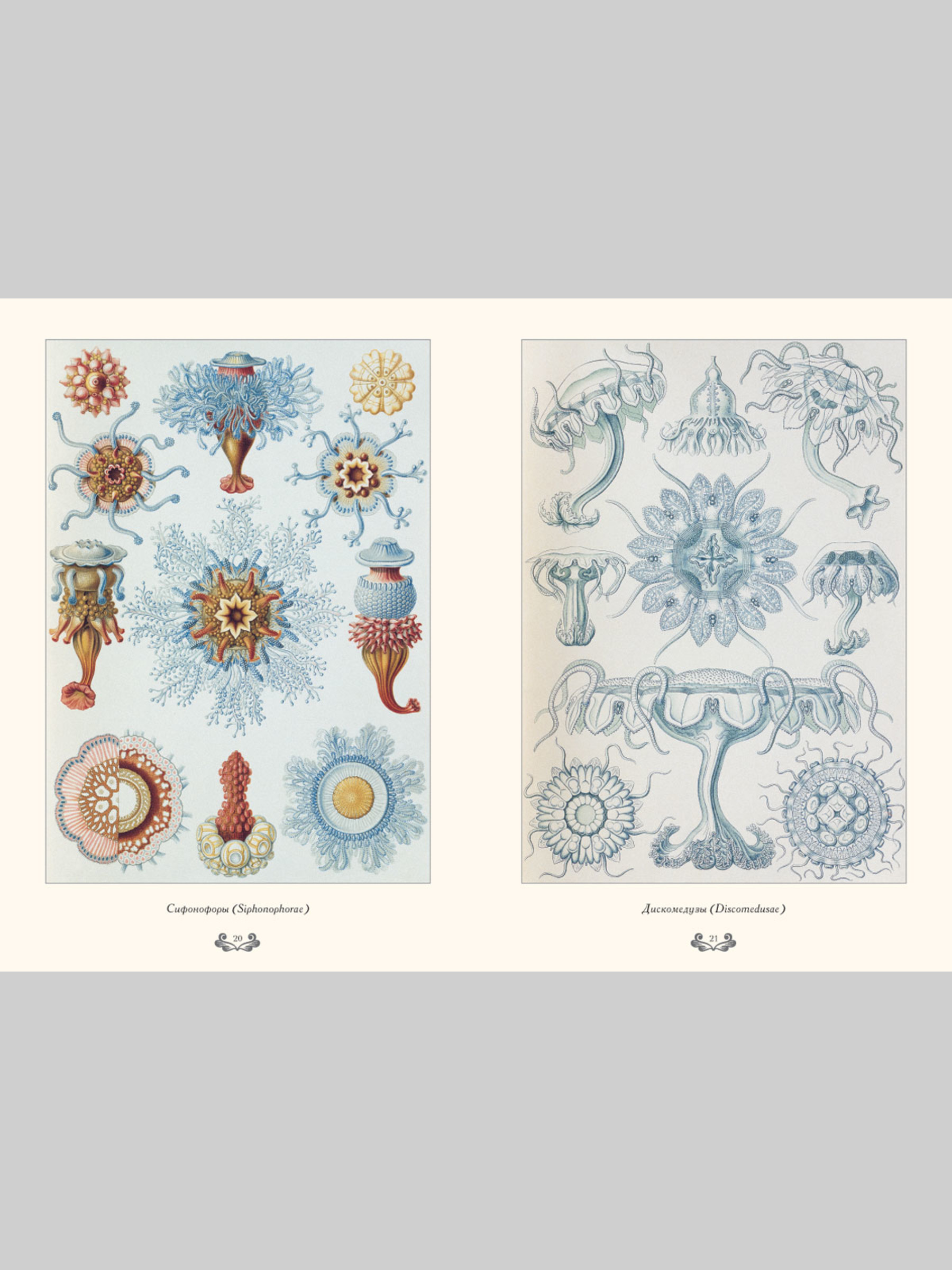 Книга Белый город Красота форм в природе. Э. Геккель (Великие полотна) - фото 3