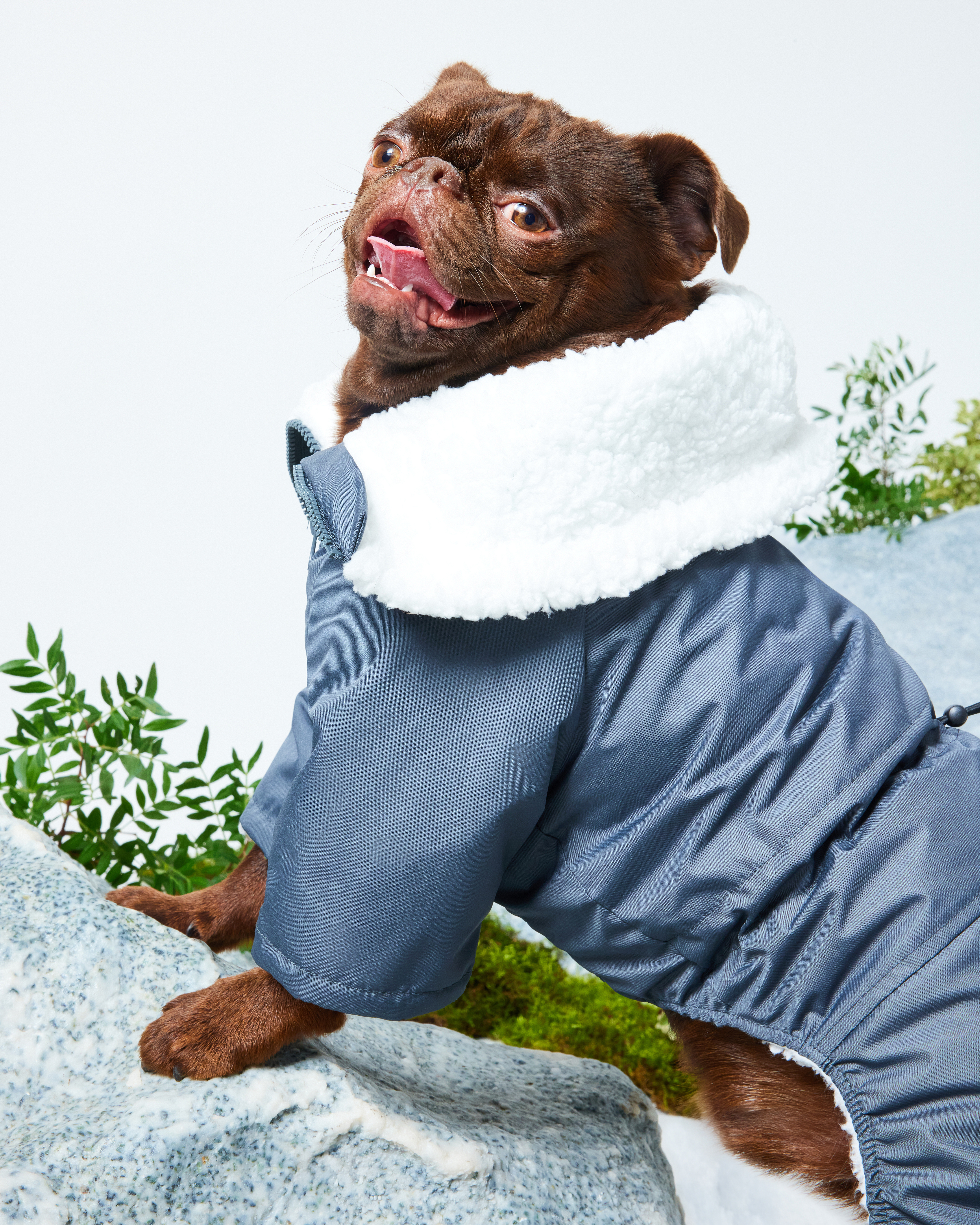 Комбинезон для собак и кошек Зоозавр - фото 12