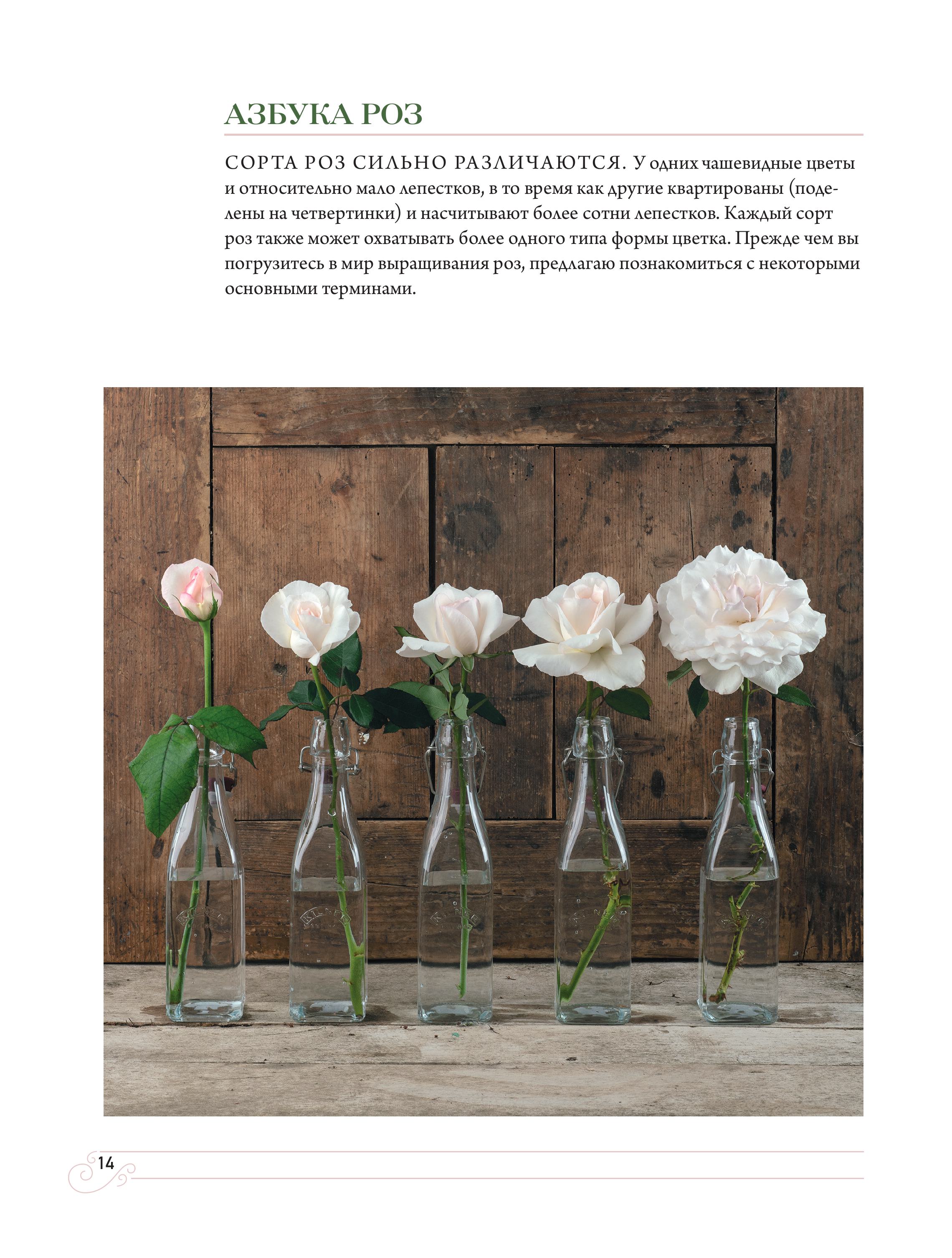 Книга БОМБОРА Садовые розы. Полное руководство по выращиванию - фото 6