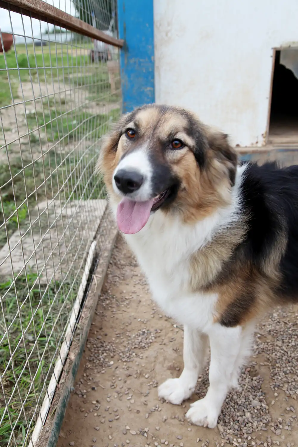 Собака Кельма - фото 4