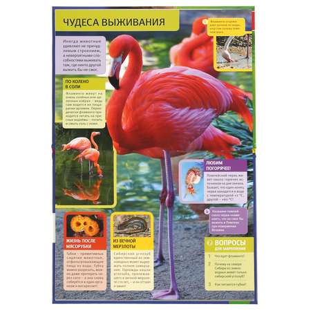 Книга УМка Необычные животные