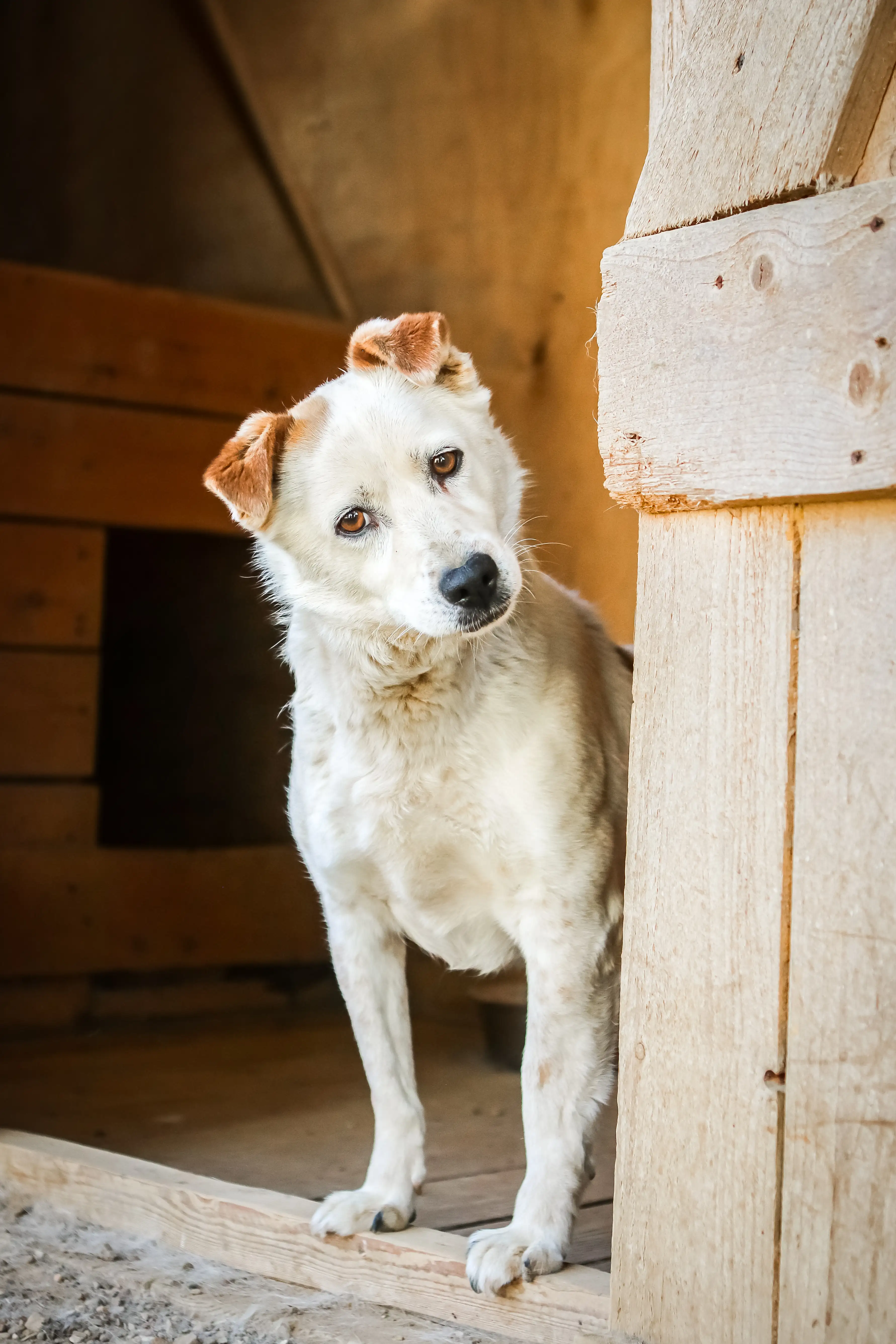 Собака Гарантин - фото 4