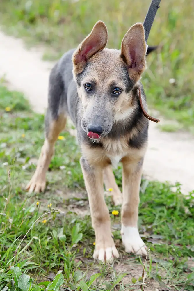 Собака Рига - фото 2