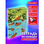 Тетрадь Brauberg клетка