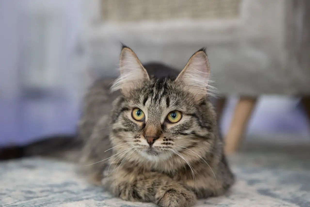 Кошка Вишенка - фото 2