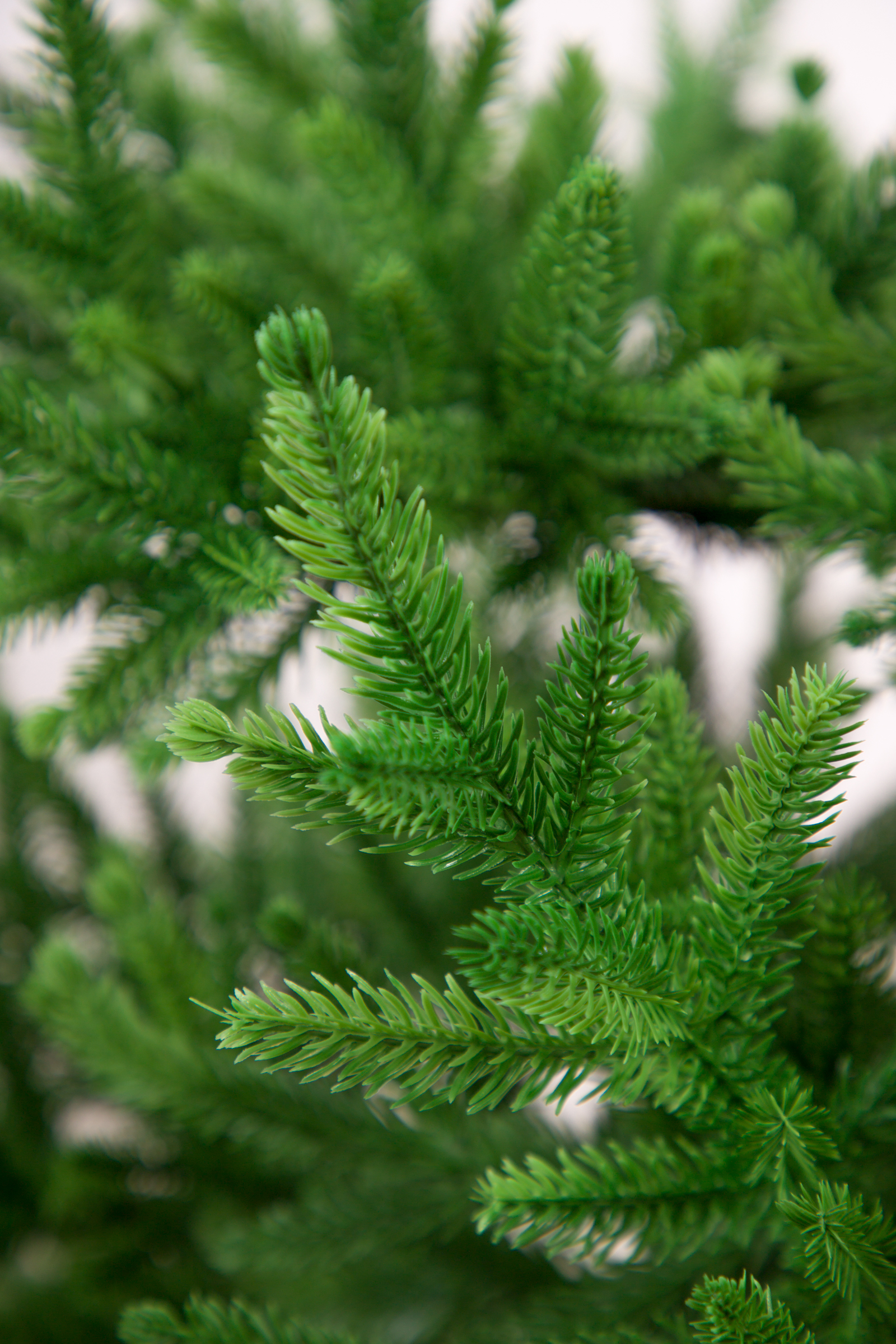 Ель Византийская Империя Ёлок 200 см - фото 3