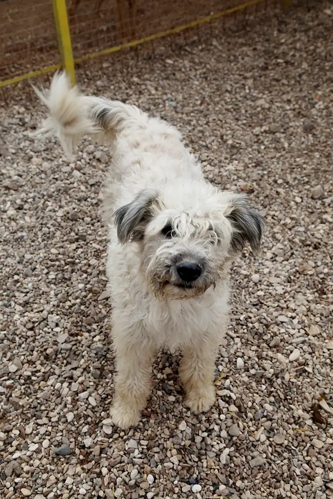 Собака Сандра - фото 3