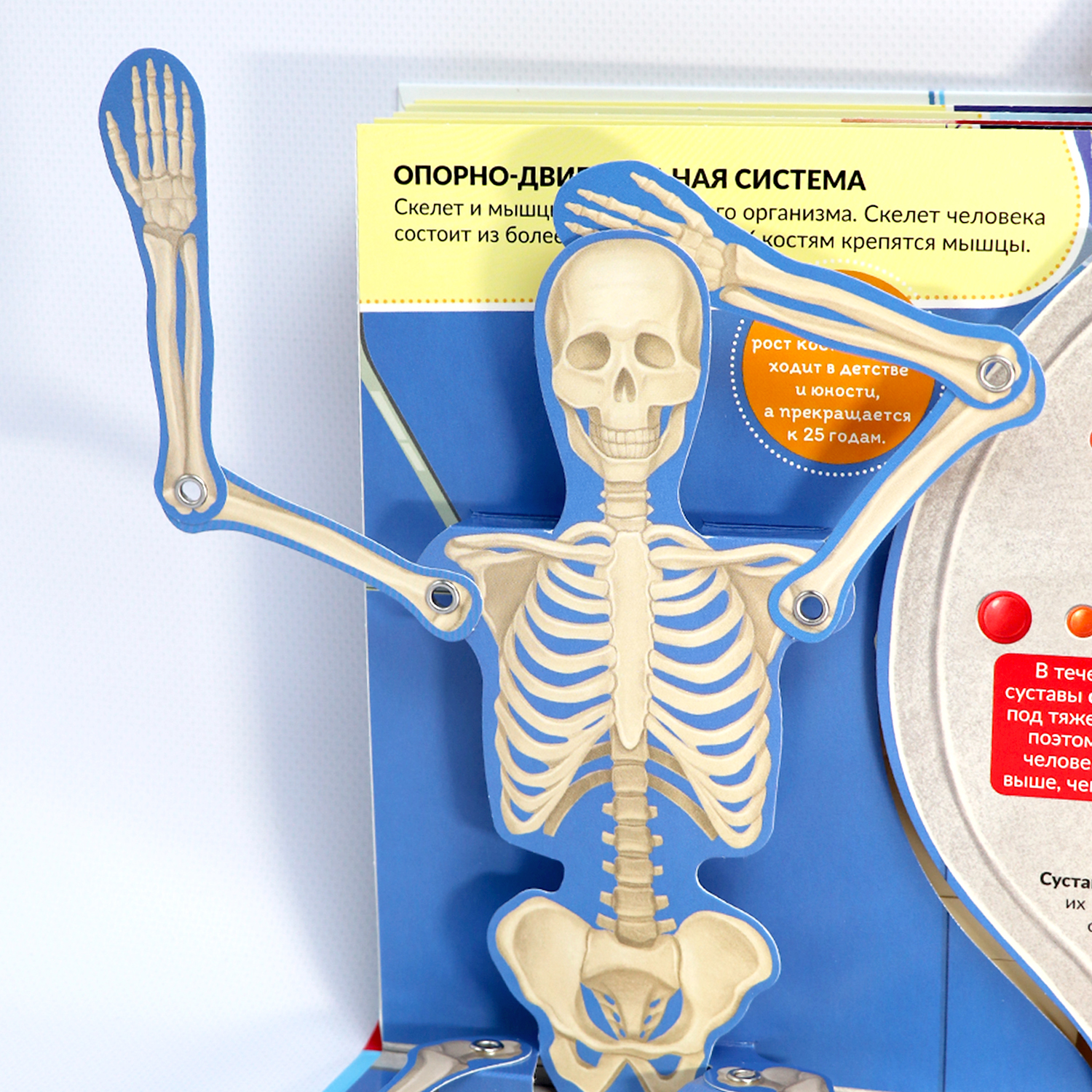 Книга Malamalama Анатомия человека с объемными картинками для детей - фото 13