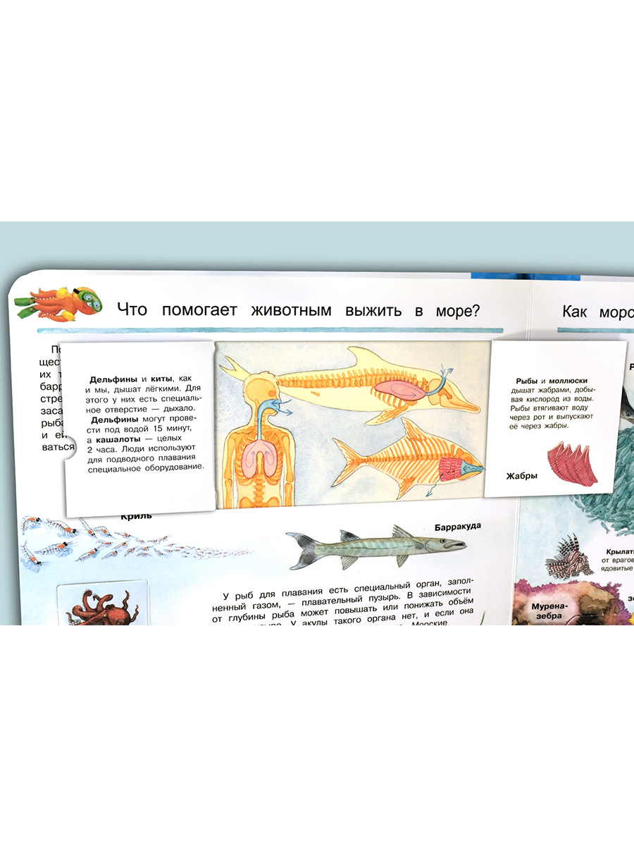 Книга Омега-Пресс Энциклопедия для детей с окошками Мир морских животных - фото 12