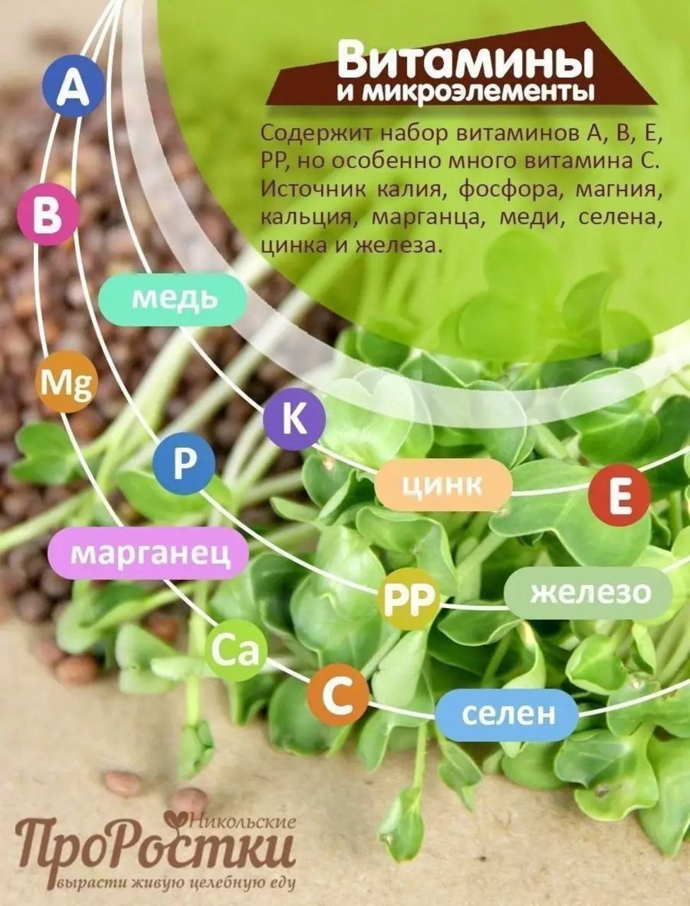 Семена для микрозелени MegaMedia дайкон - фото 3