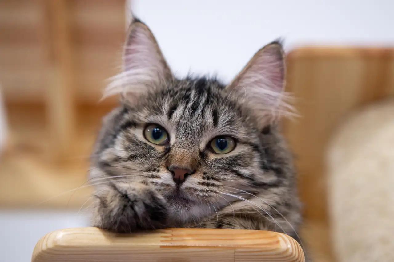 Кошка Вишенка - фото 5