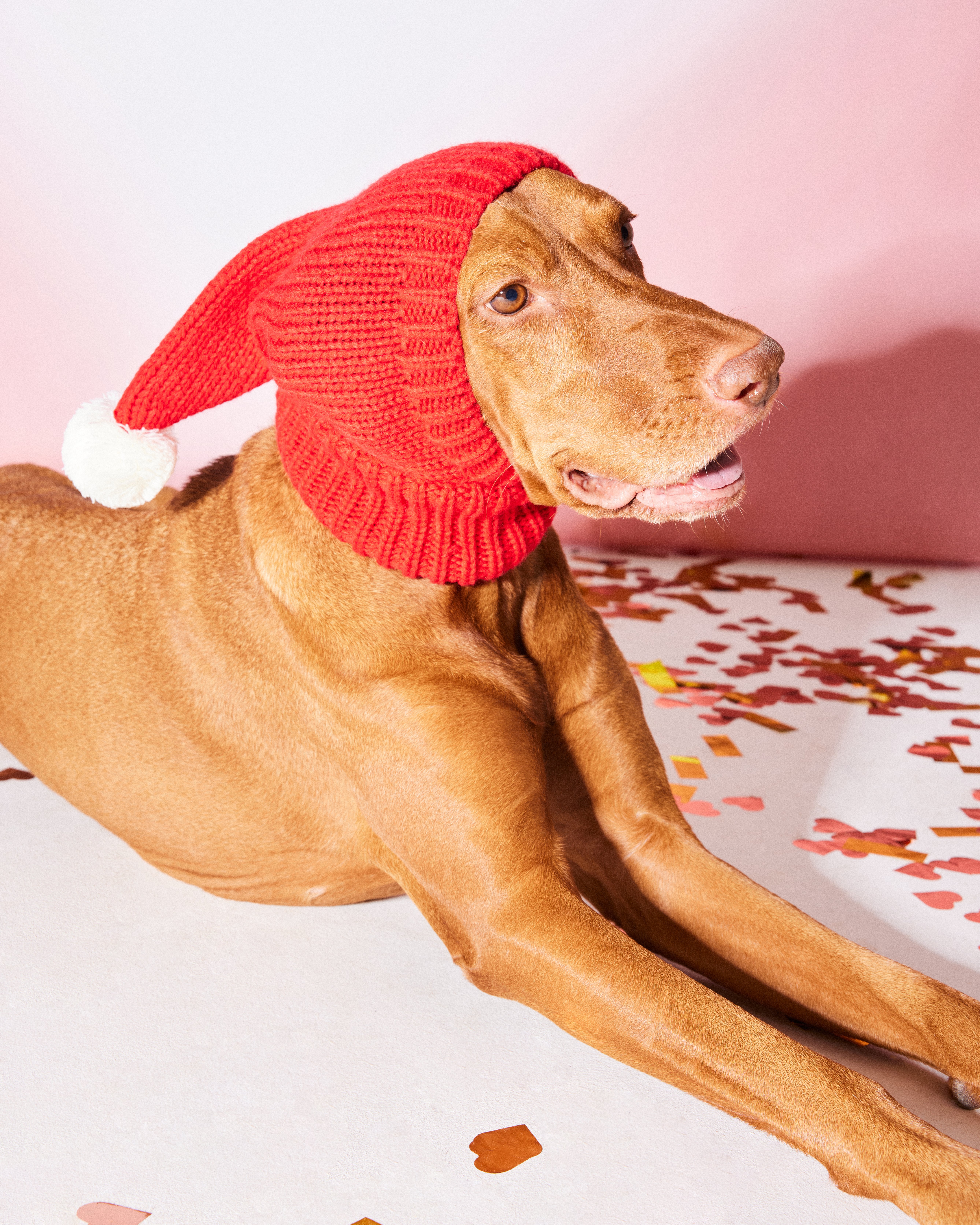 Шапка-шлем для собак и кошек Зоозавр - фото 1