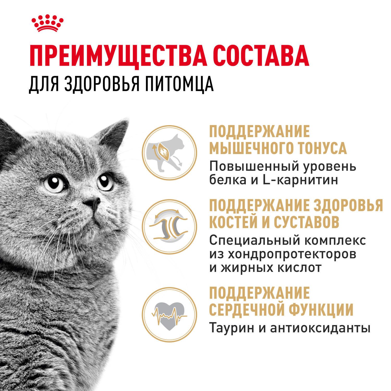 Корм сухой для кошек ROYAL CANIN British Shorthair 400г британской короткошерстной породы - фото 3