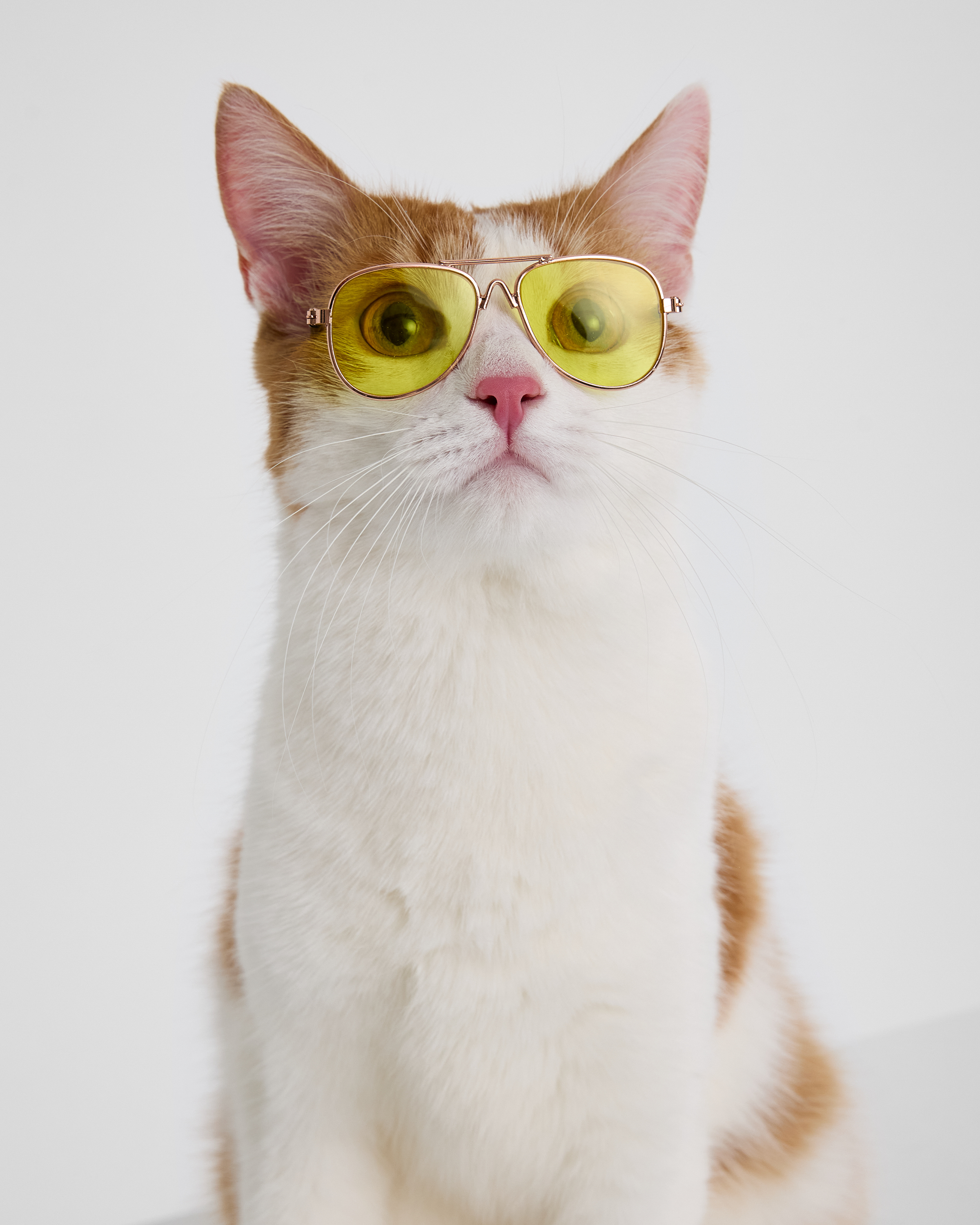 Очки для собак и кошек Зоозавр - фото 6