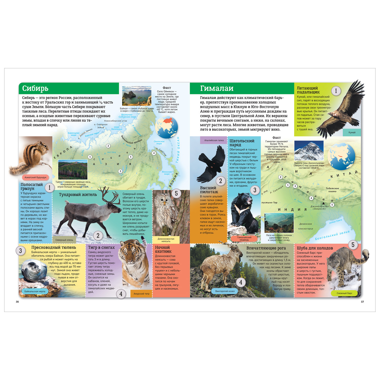 Книга Росмэн Новый атлас мира Карты страны флаги - фото 3