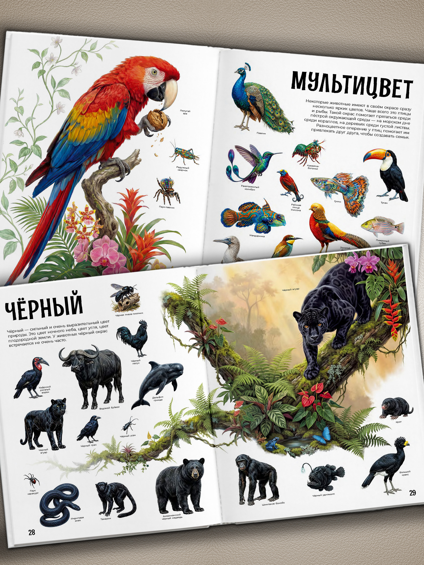 Первая книга Малыша Premiere Publishing энциклопедия гигантская - фото 4