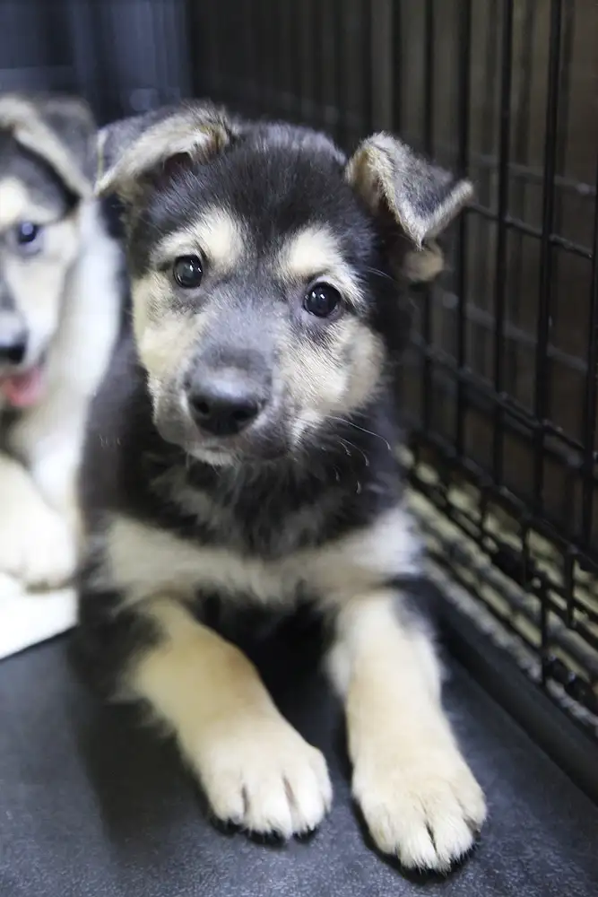 Собака Динна - фото 4