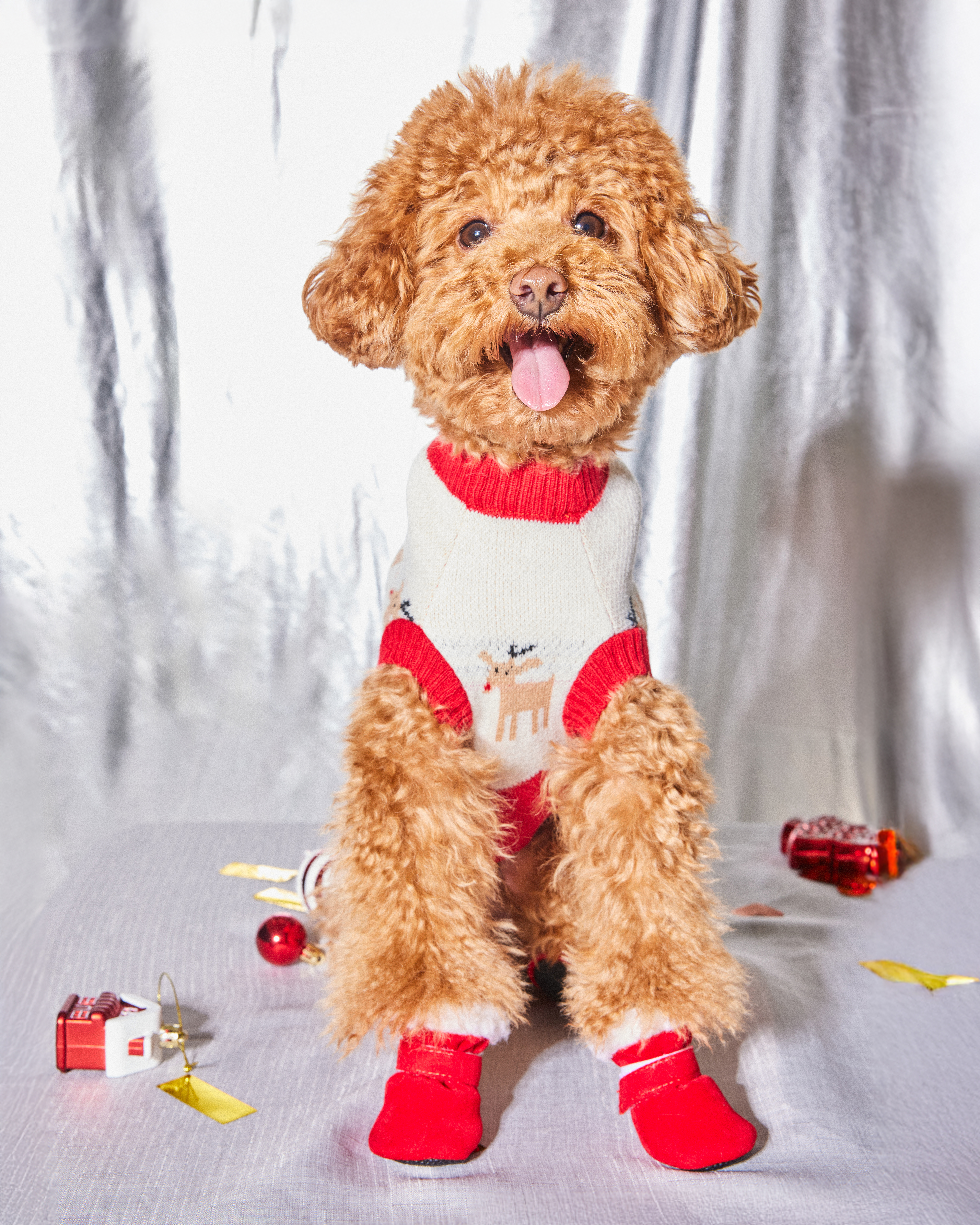 Ботинки для собак Зоозавр 4 шт - фото 1