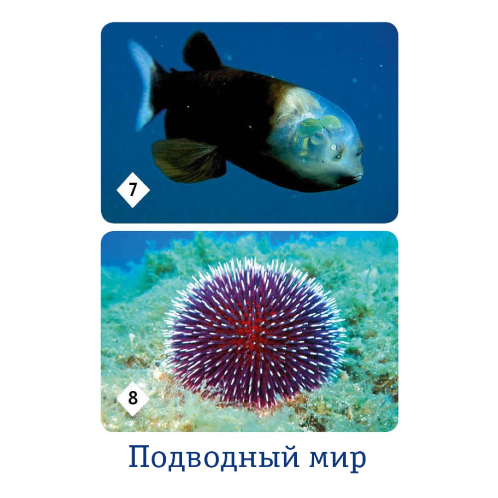 Настольная игра Нескучные игры Мемо - фото 6