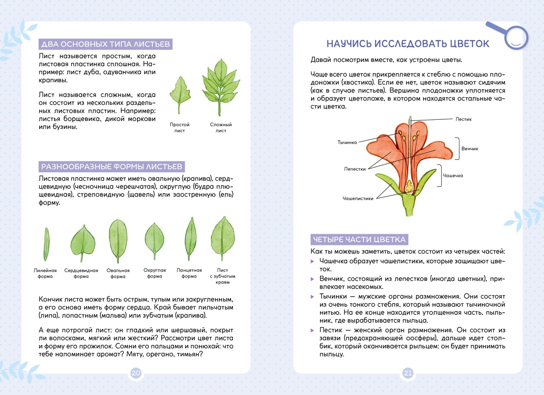 Книга Махаон Франсуа Куплан , Роберт Каплан. Растения вокруг нас - фото 7