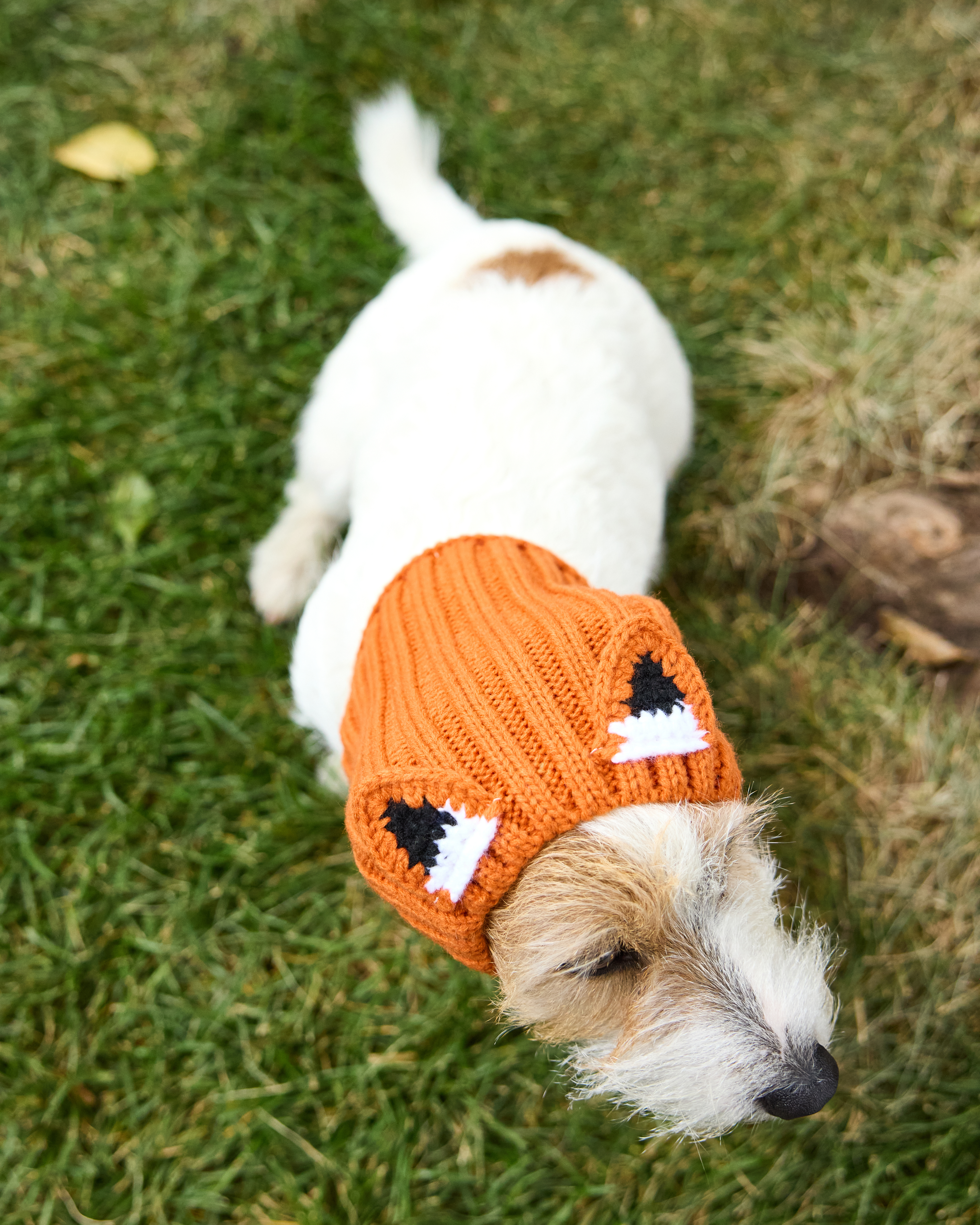 Шапка-шлем для собак и кошек Зоозавр - фото 10