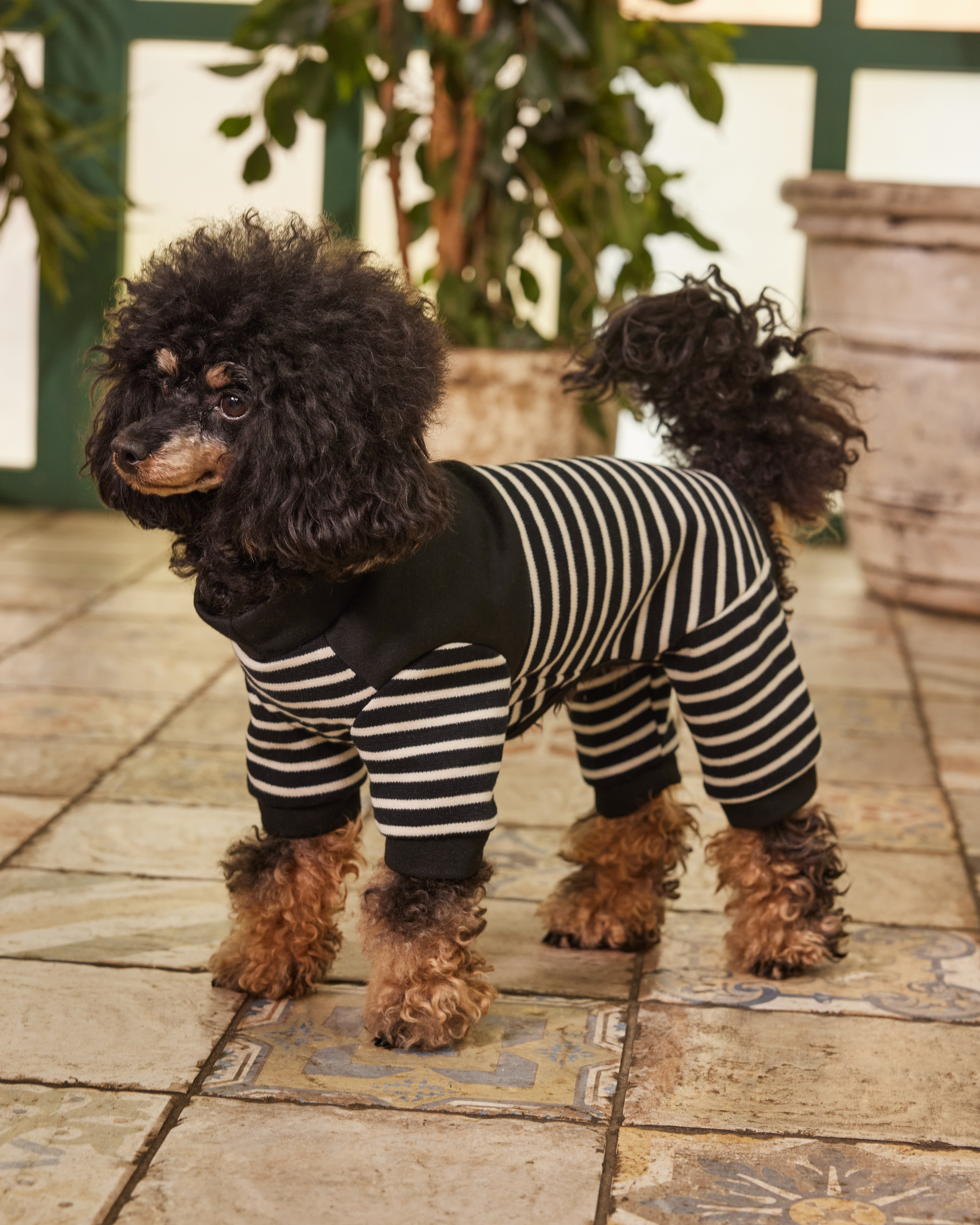 Комбинезон для собак и кошек Зоозавр - фото 10