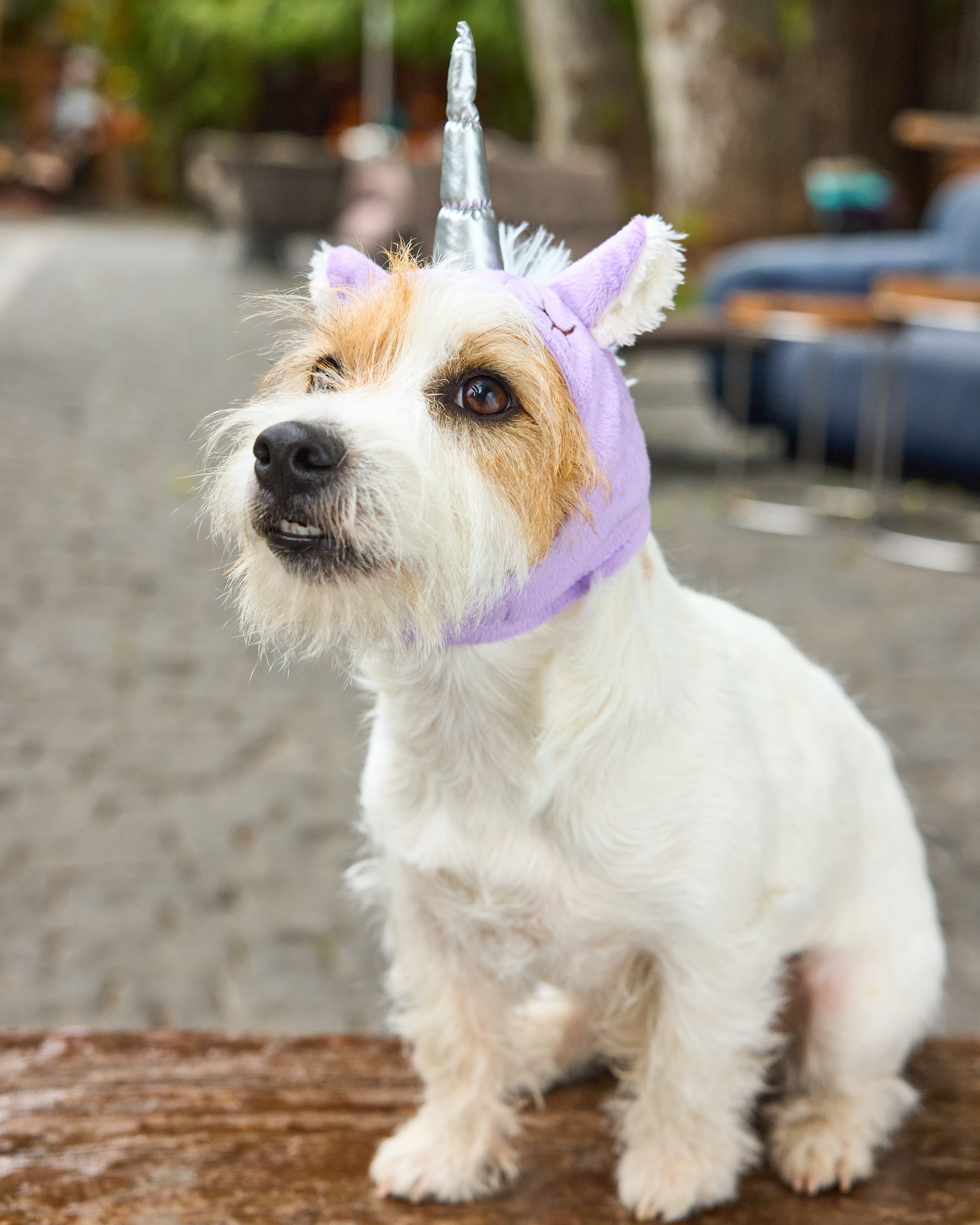 Шапка для собак и кошек Зоозавр - фото 9