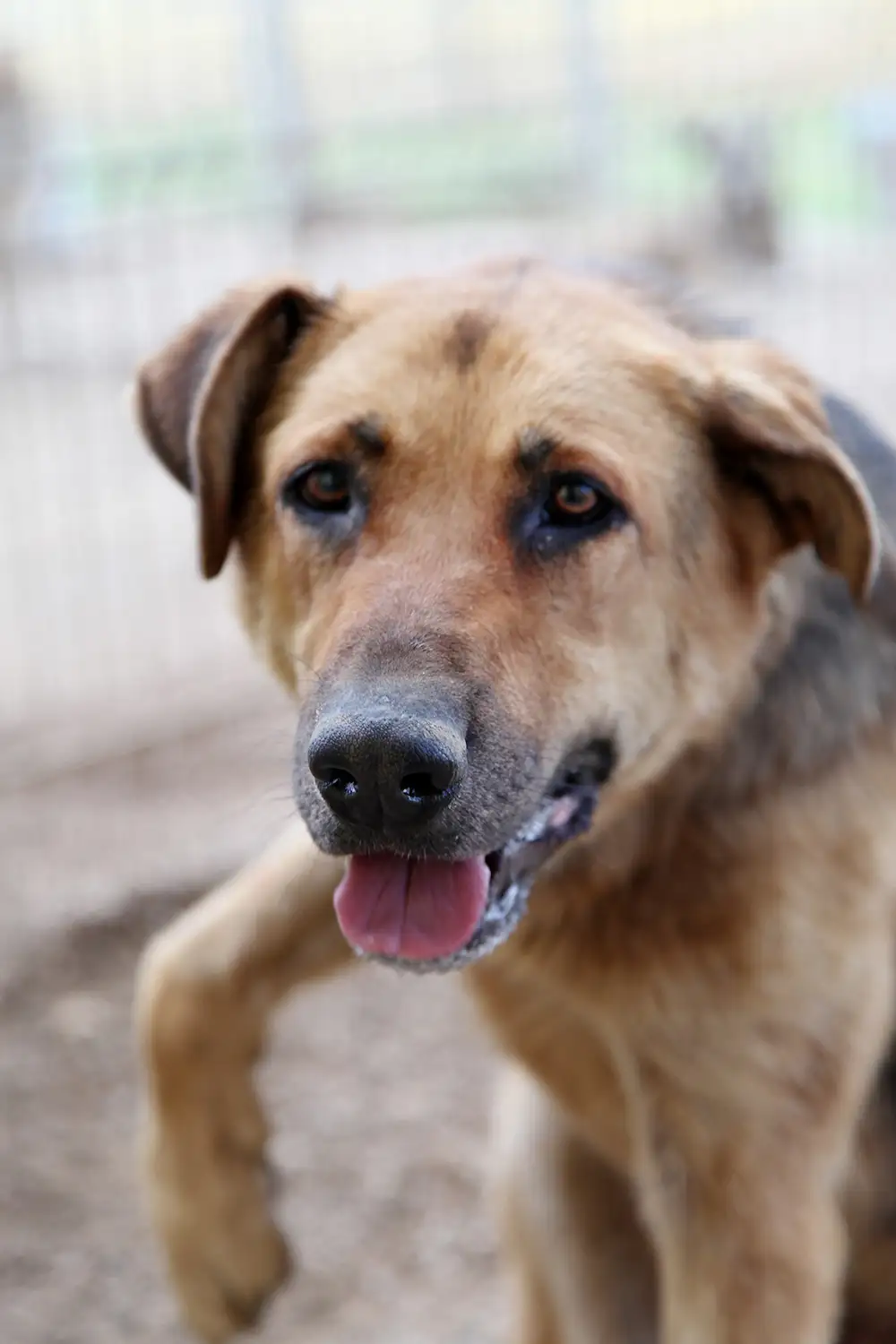 Собака Ягодка - фото 2