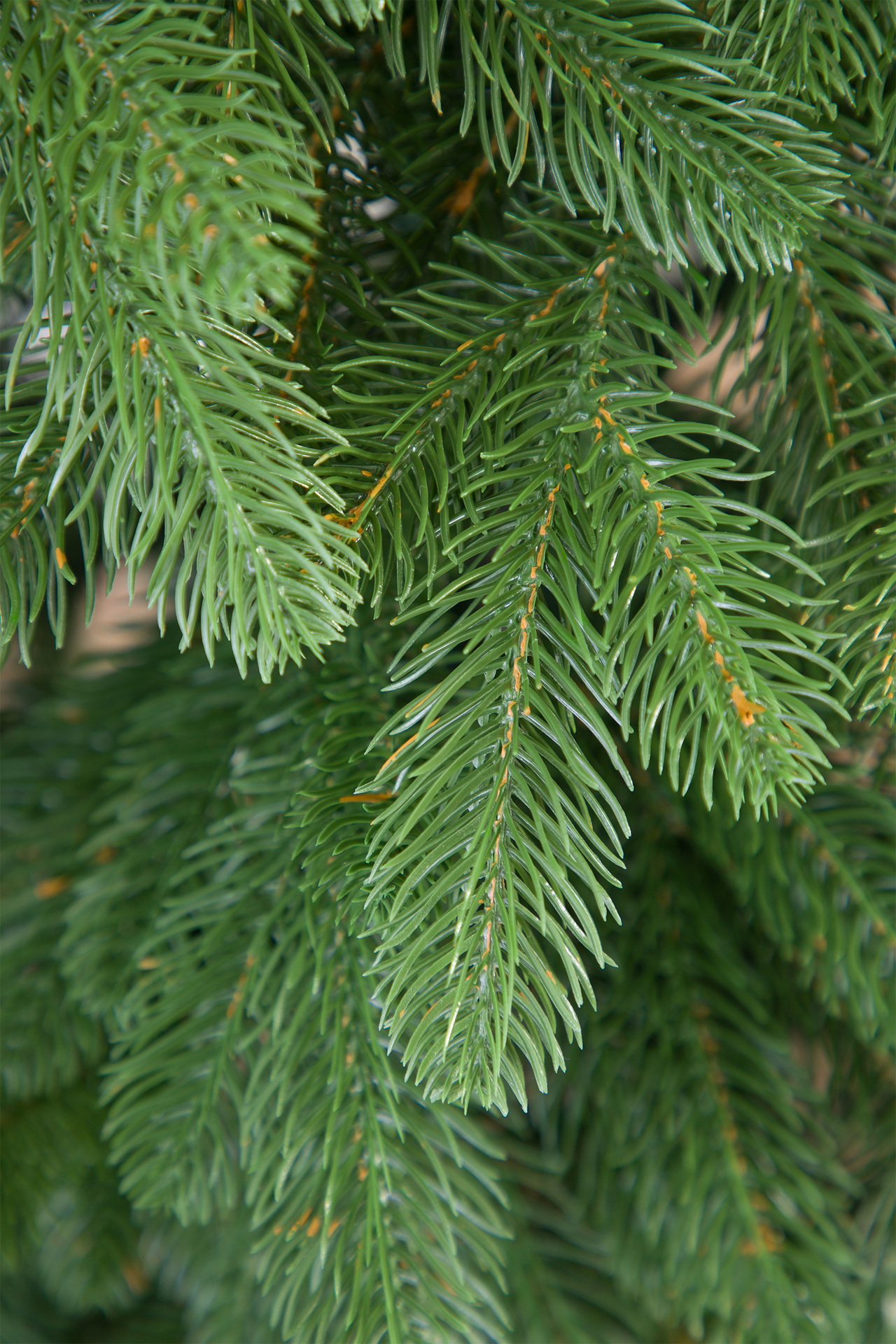 Ель Боярин литая Империя Ёлок 210 см - фото 3