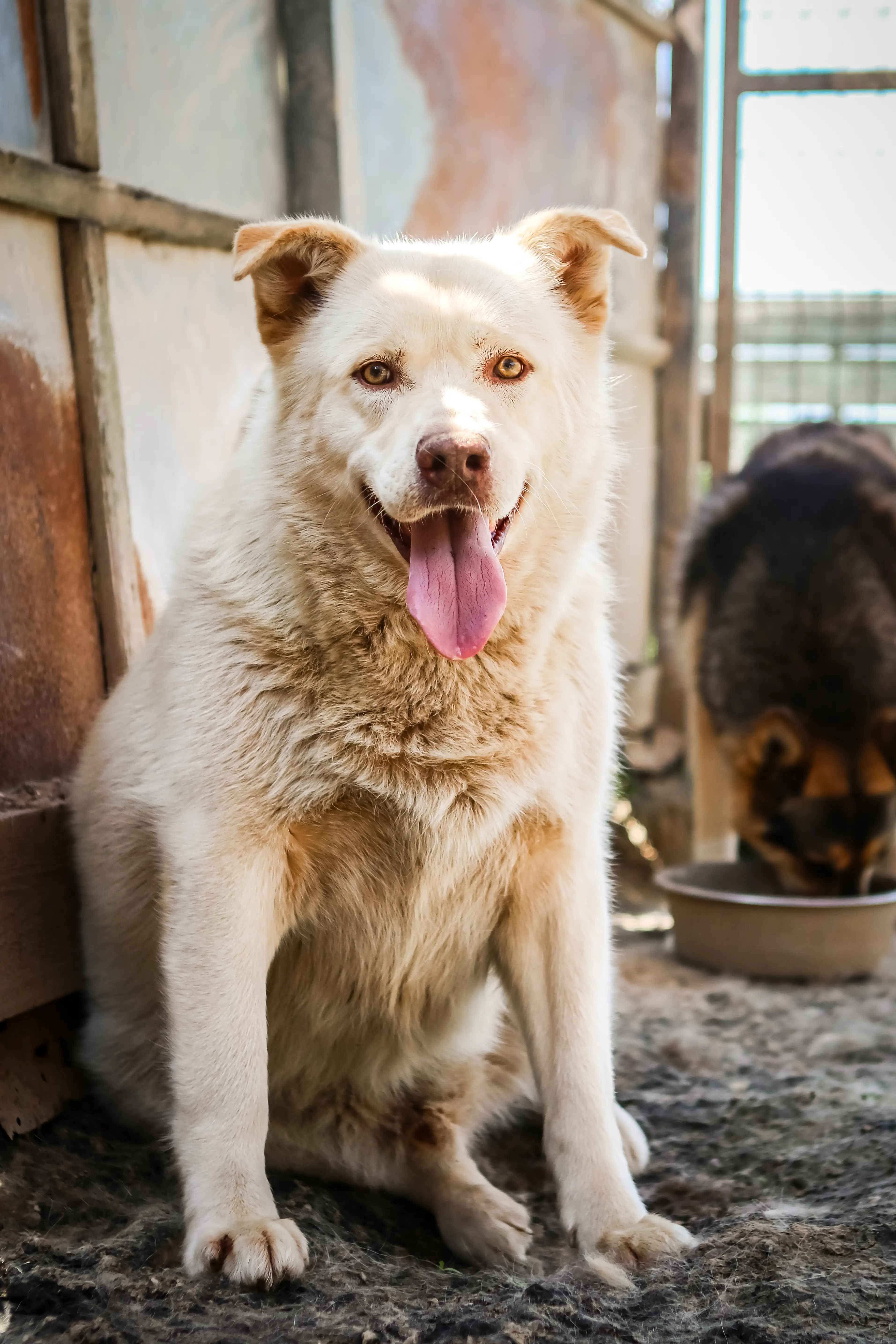 Собака Стив Мартин - фото 4