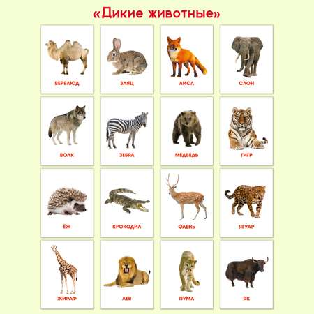 Карточки Проф-Пресс обучающие 3 комплекта по 16 шт 17х22 см. Дикие+Домашние животные+Питомцы