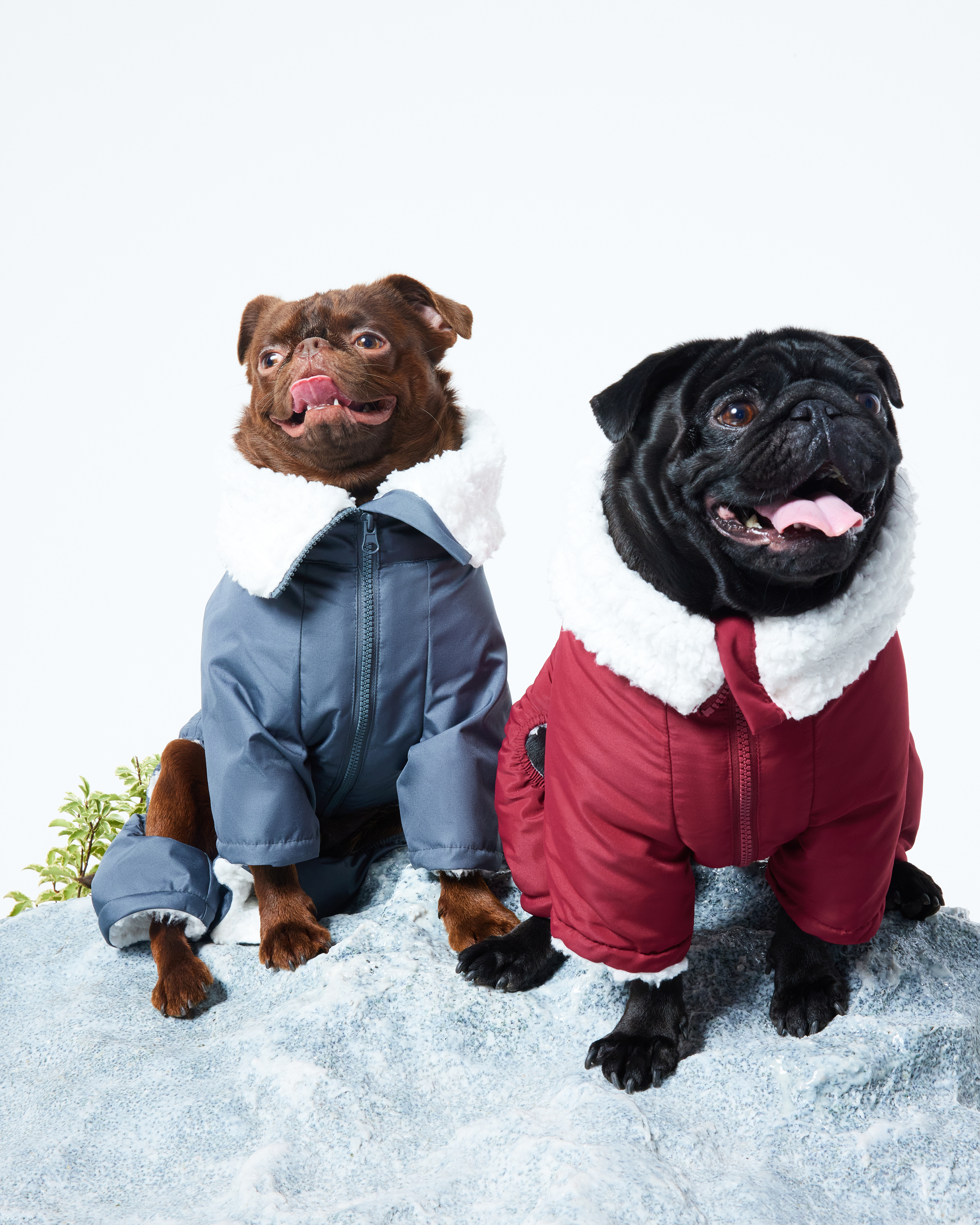 Комбинезон для собак и кошек Зоозавр - фото 13