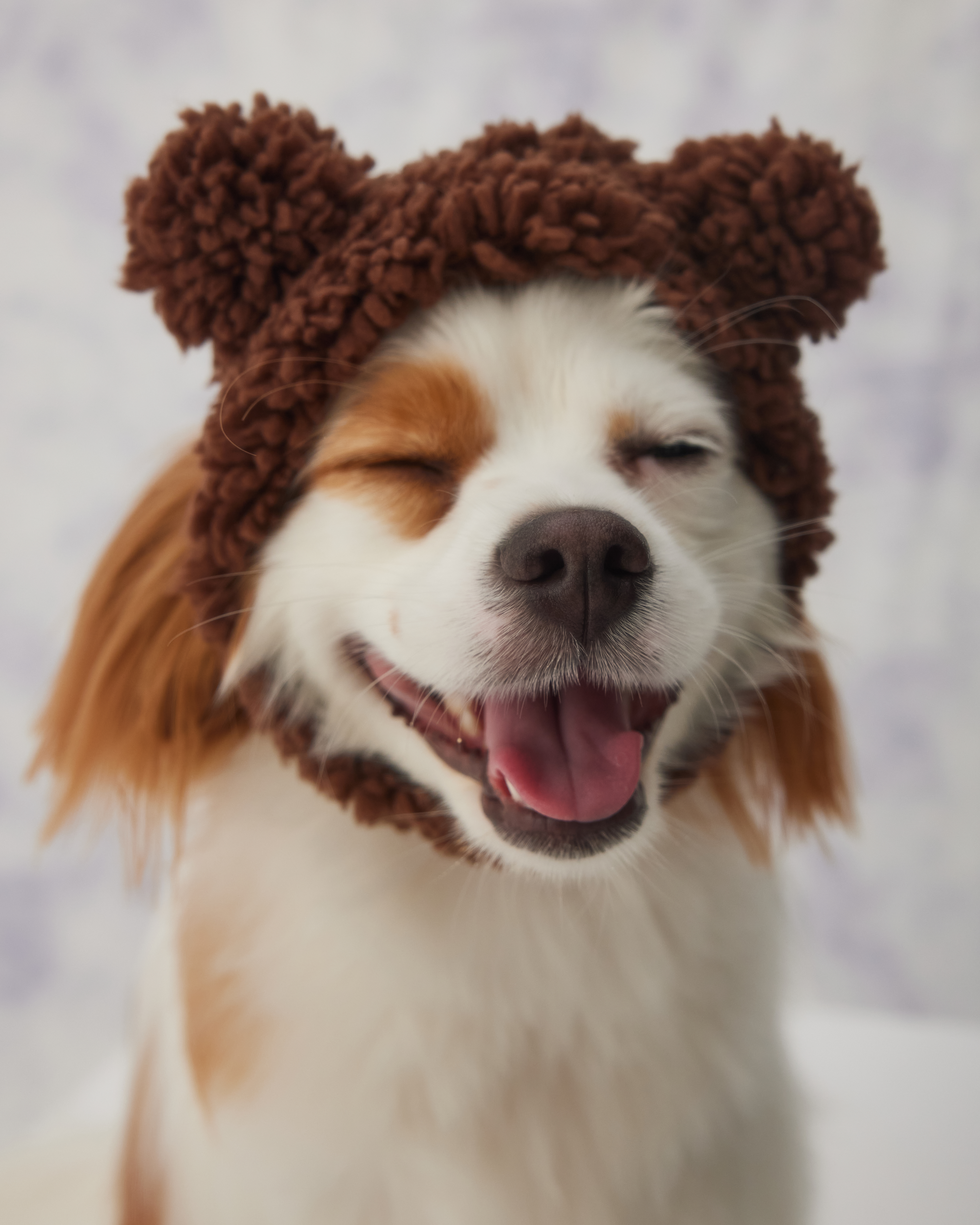 Шапка для собак и кошек Зоозавр - фото 10