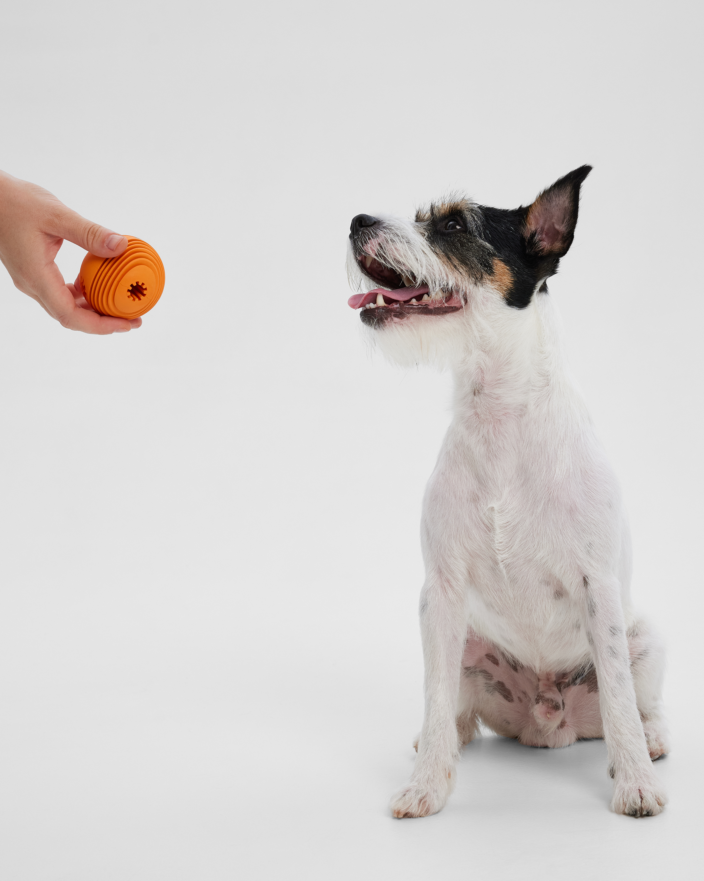 Игрушка для собак Barbaks Мяч-погрызайка оранжевый внутрь можно класть лакомства диаметр 6.3см резина - фото 5