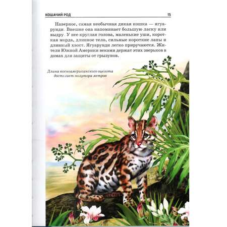 Книга Лада Кошки. Школьный путеводитель