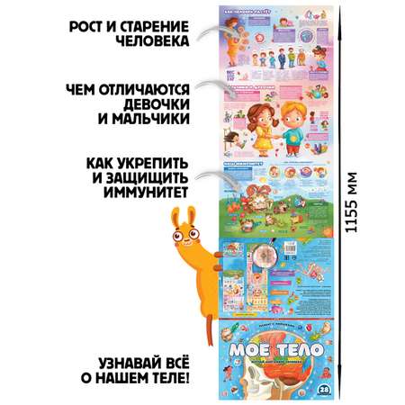 Плакат Malamalama с окошками Наше тело