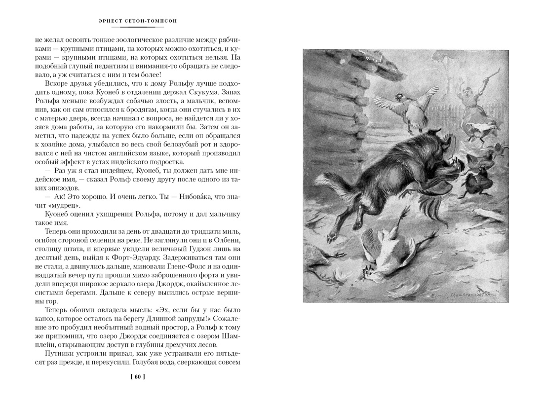 Книга АЗБУКА ИЛБК. Сетон-Томпсон Э. Рольф в лесах. Лесные рассказы (с илл.) - фото 18