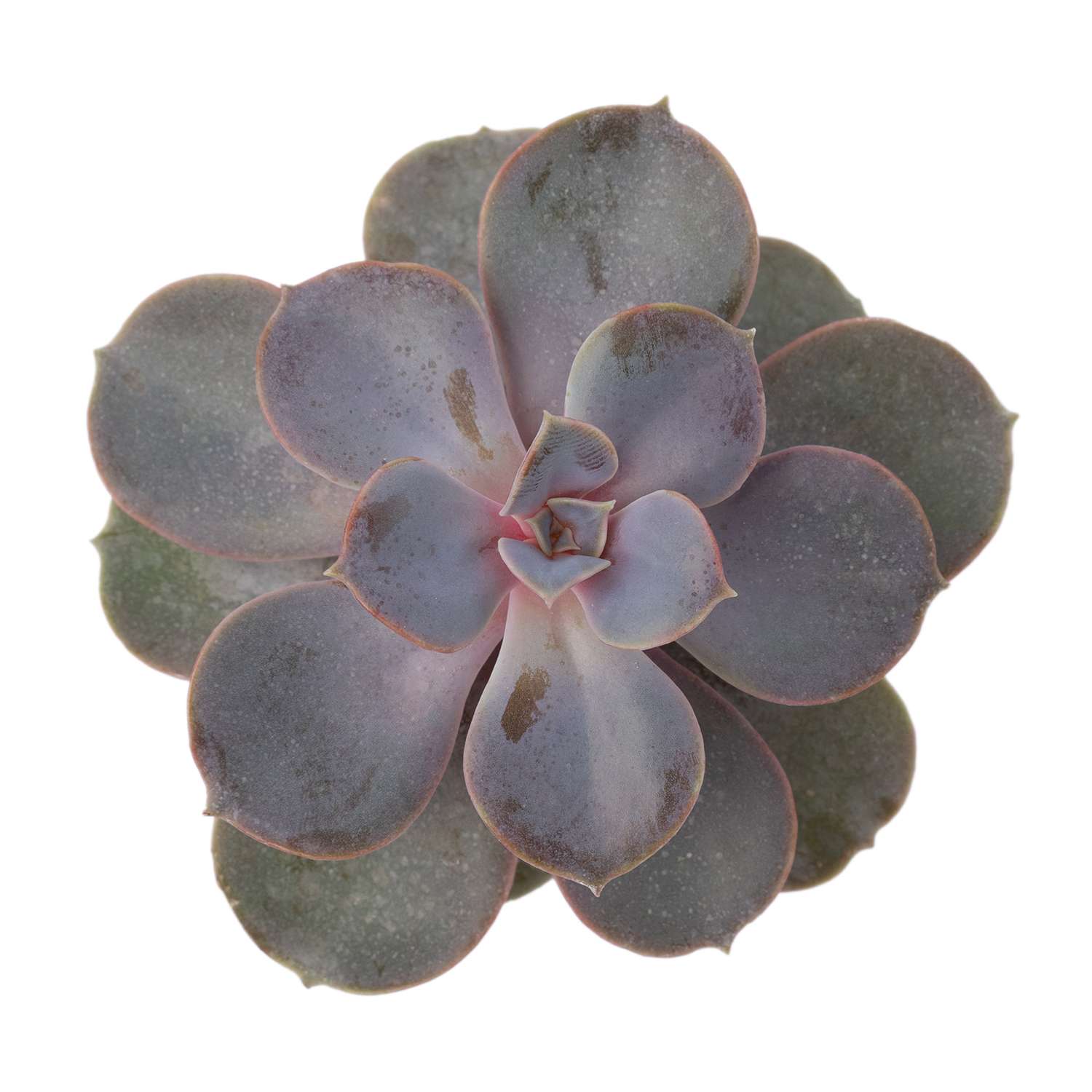 Растение ЕТК Суккуленты D5.5 в ассортименте - фото 14