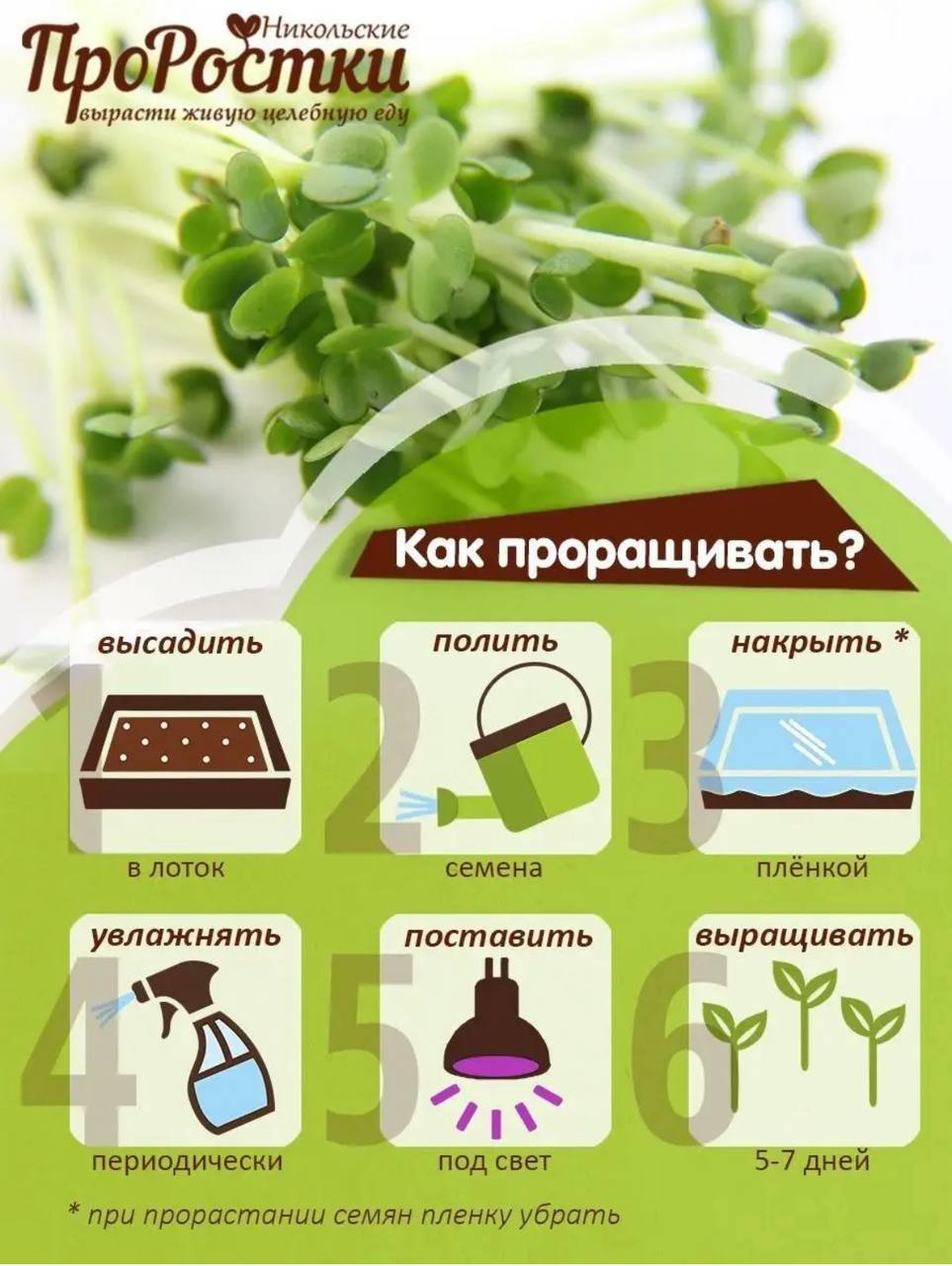 Семена для микрозелени MegaMedia рукола - фото 5