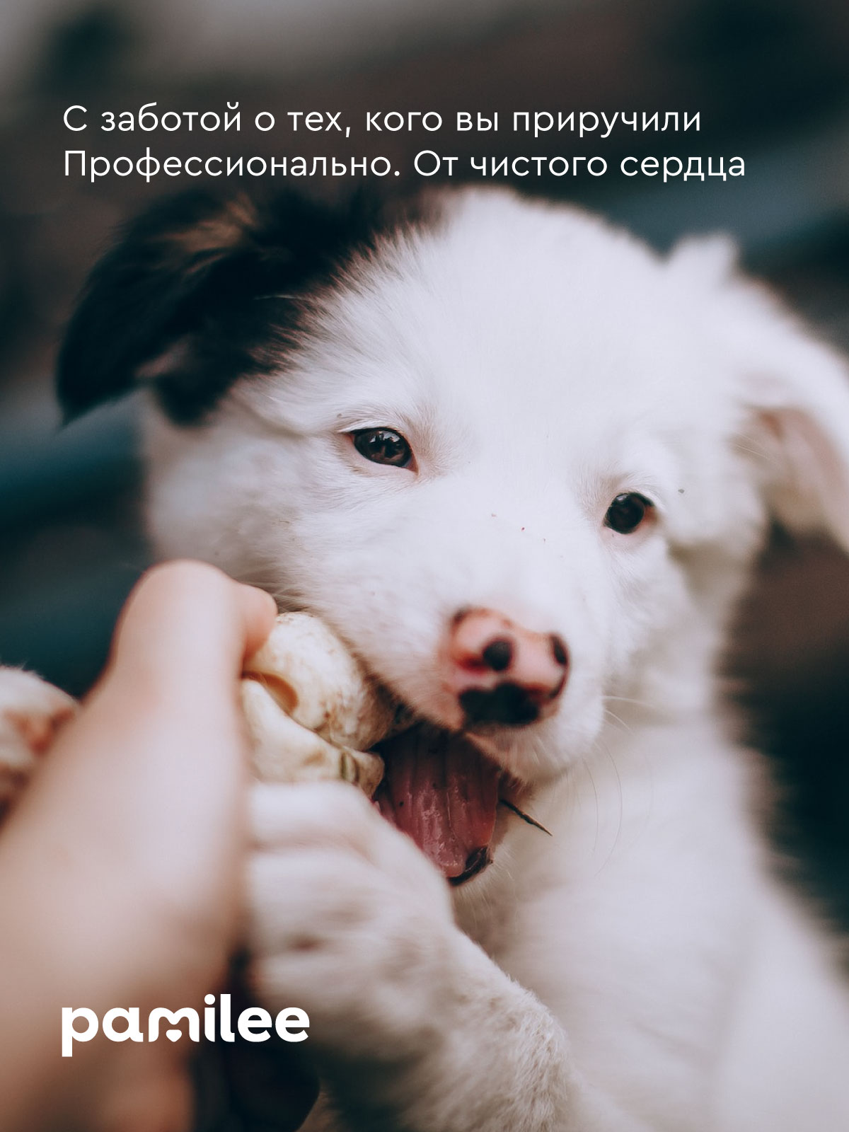 Шампунь Pamilee успокаивающий для щенков и котят - фото 12