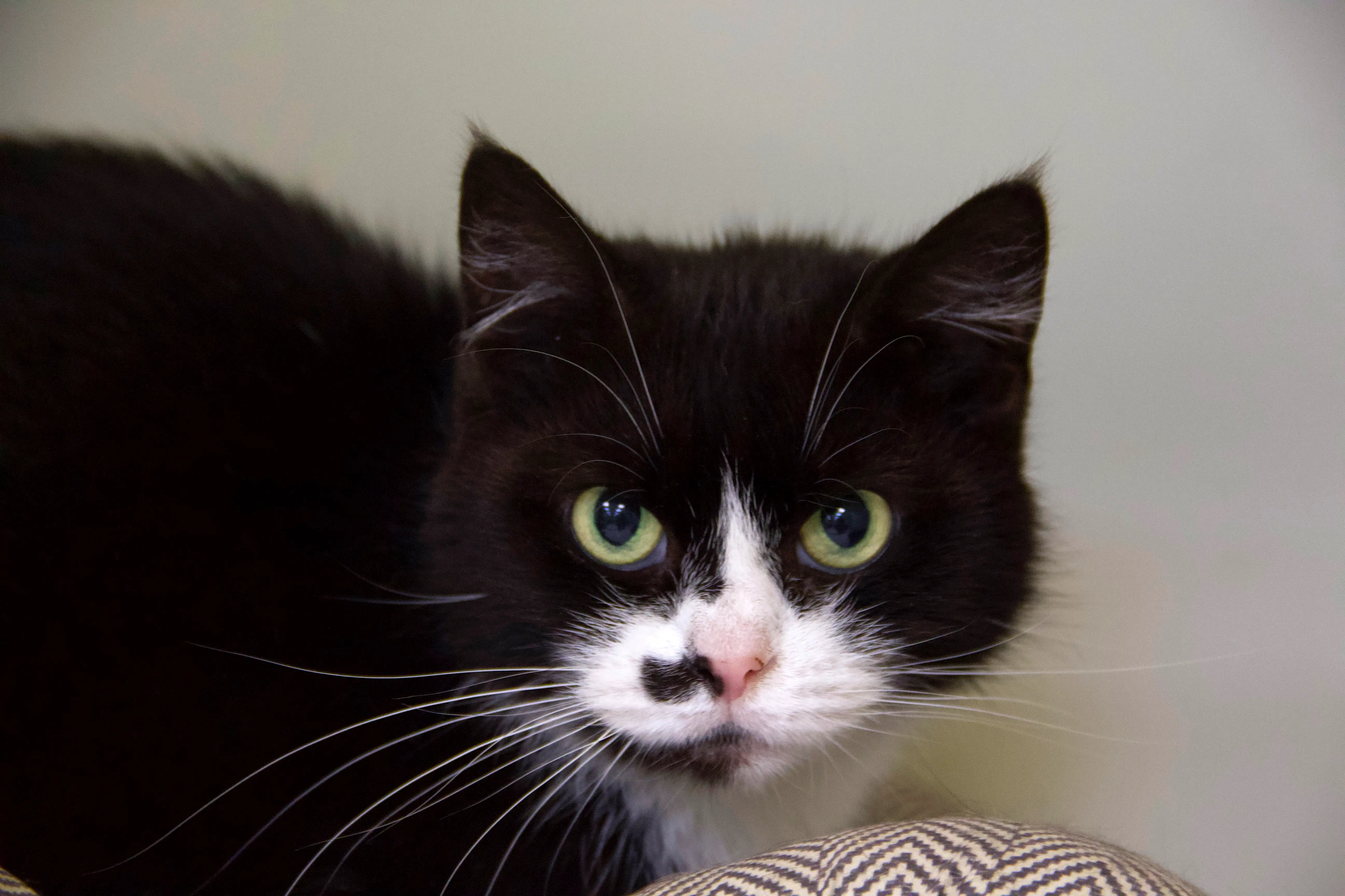 Кошка Лючия - фото 4