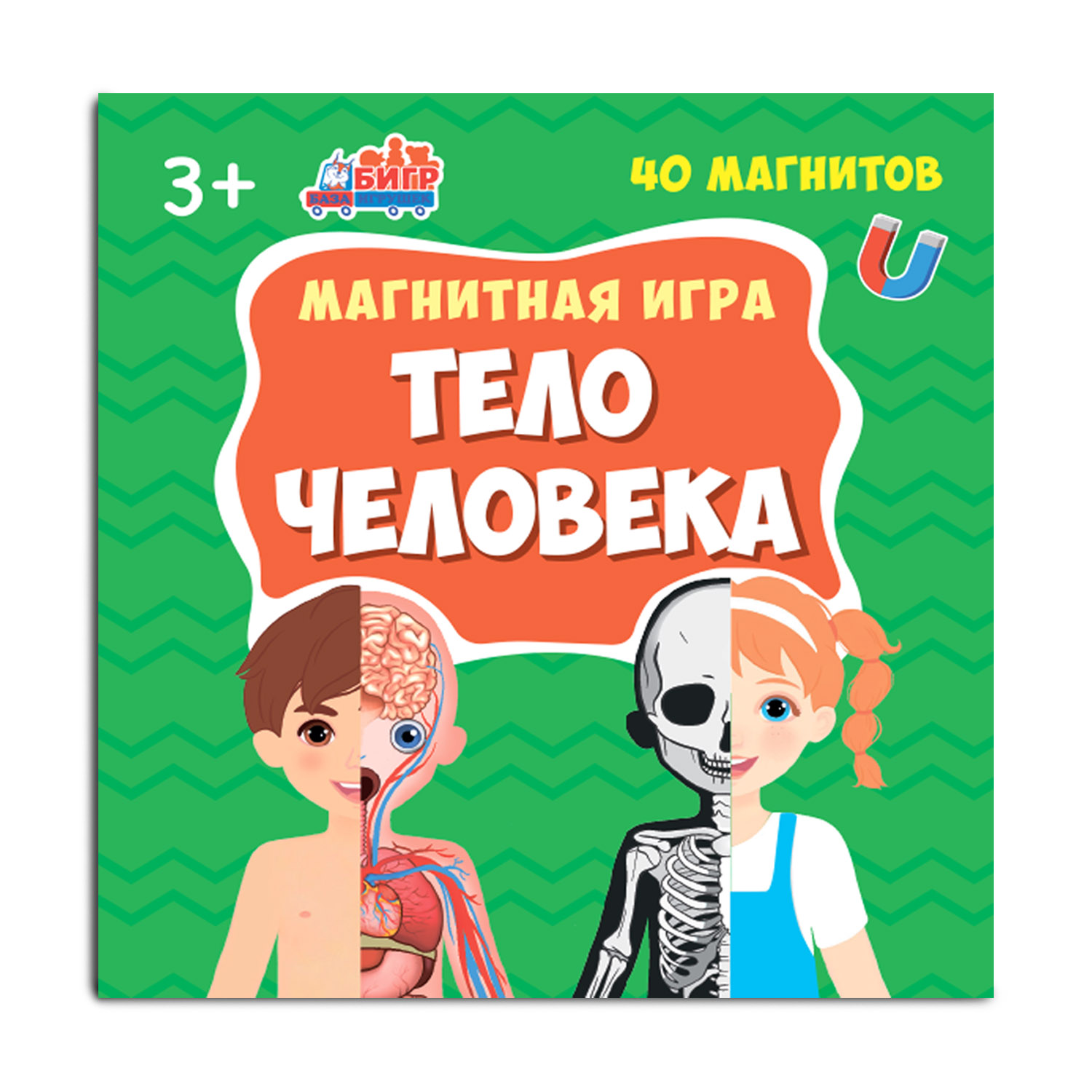 Настольная игра Бигр Тело человека - фото 10