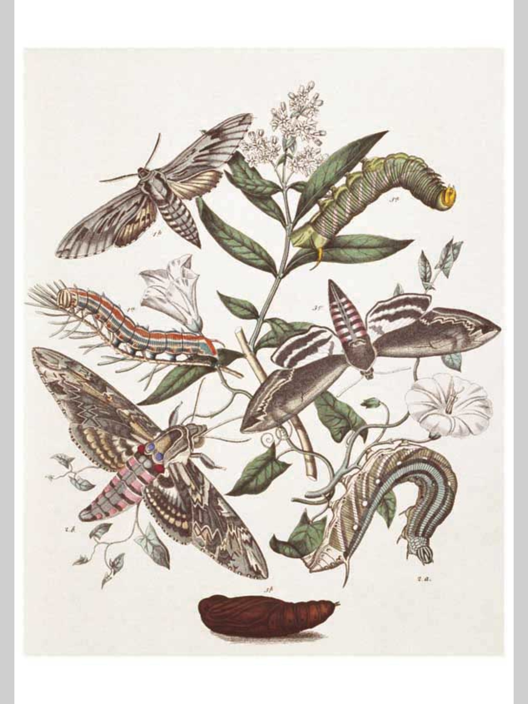 Набор открыток Белый город Бабочки Европы - фото 7