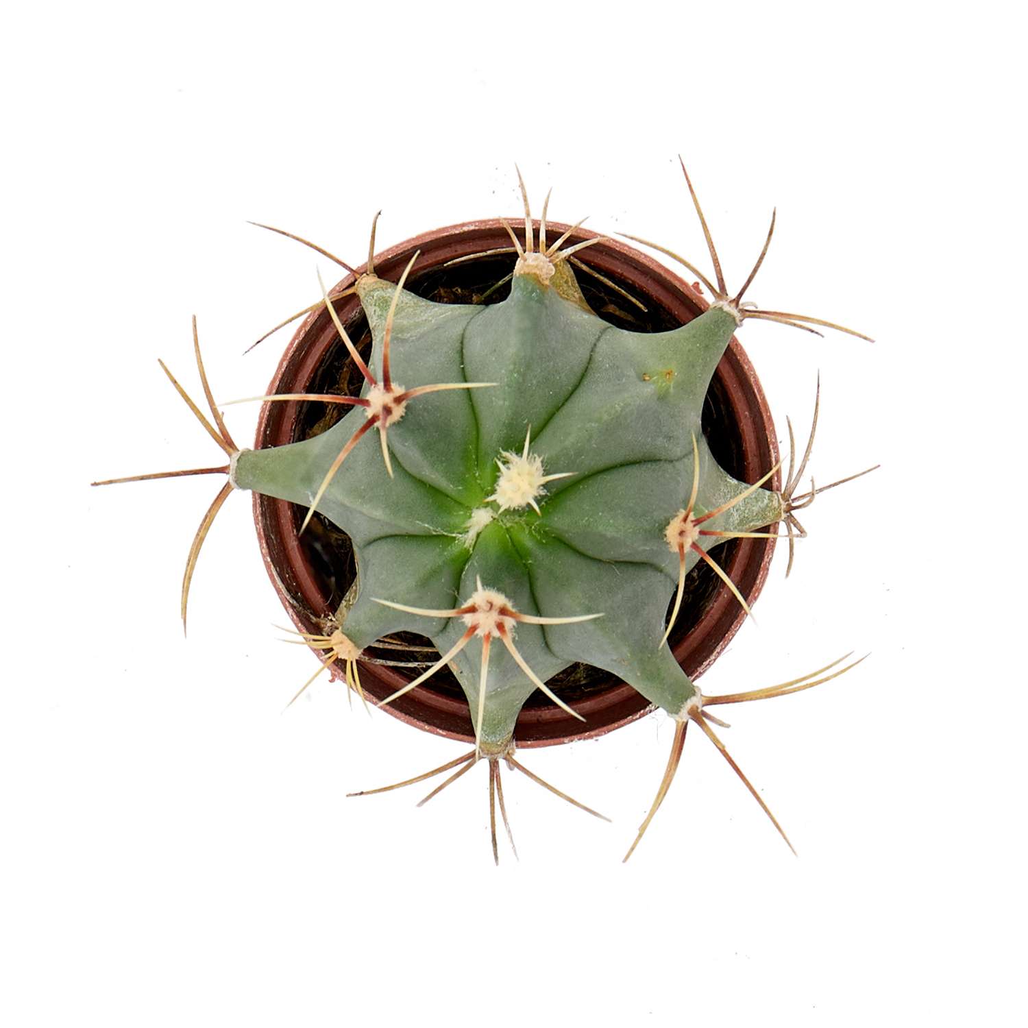 Растение ЕТК Суккуленты D5.5 в ассортименте - фото 33