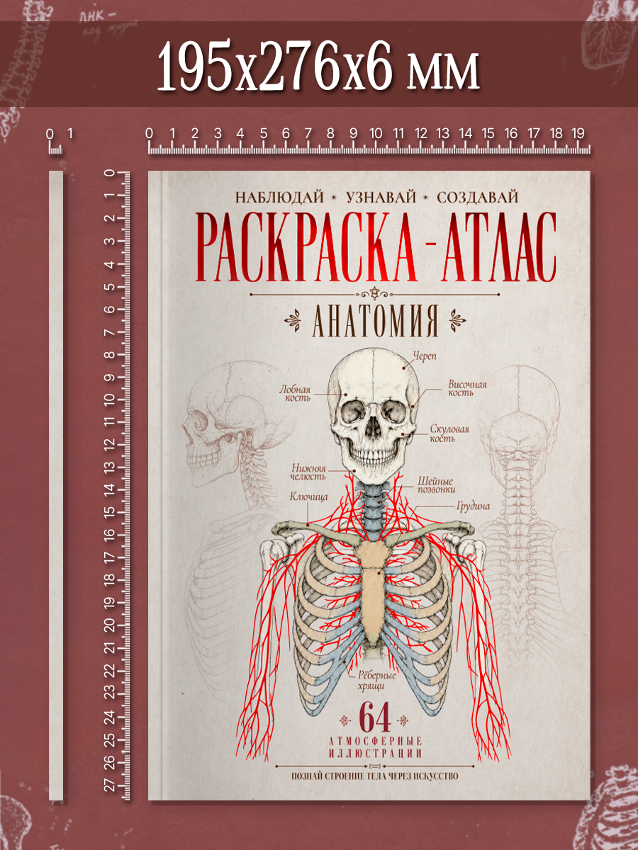 Раскраска-атлас Проф-Пресс Анатомия человека - фото 10