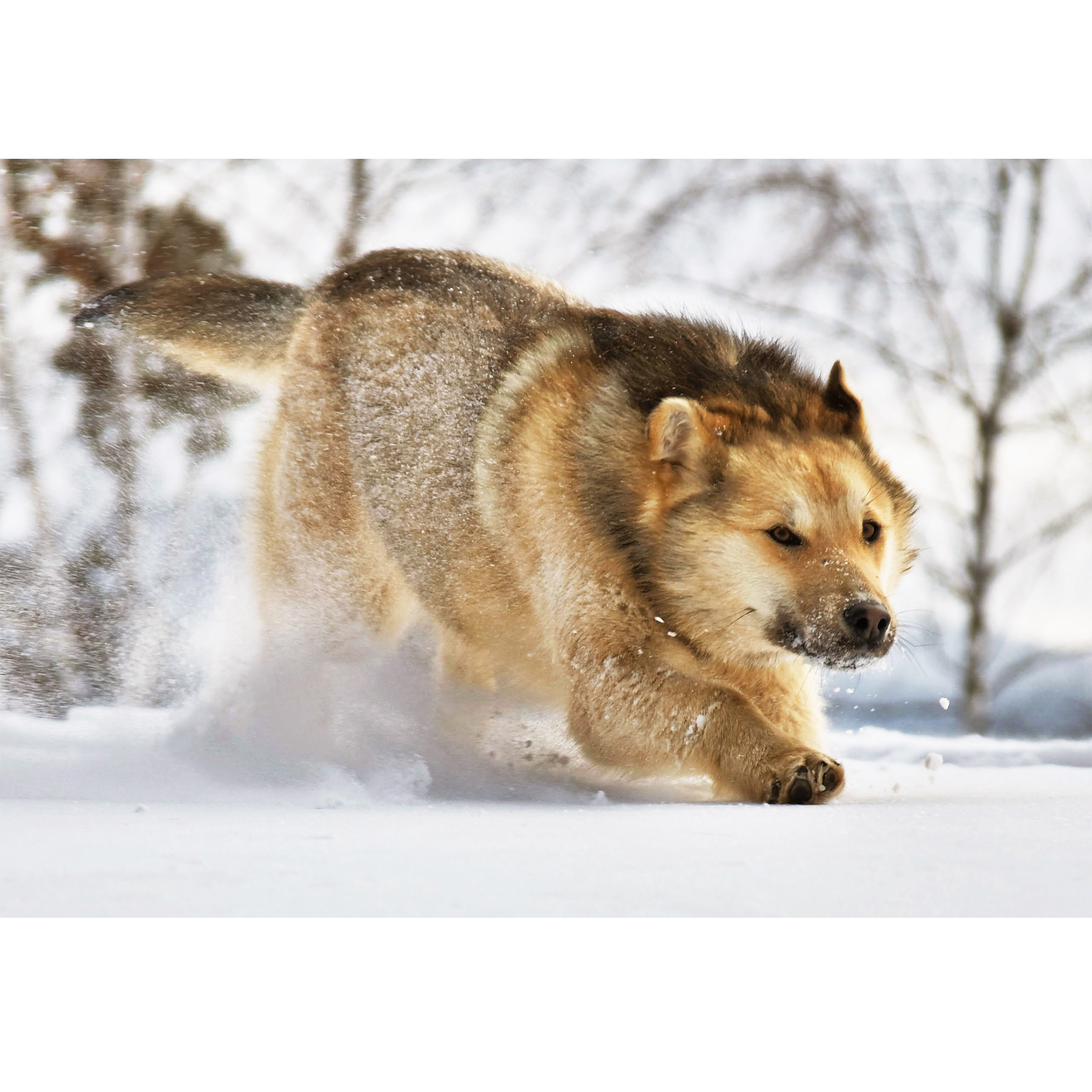 Пазл 1TOY Волк в снегу деревянный - фото 1